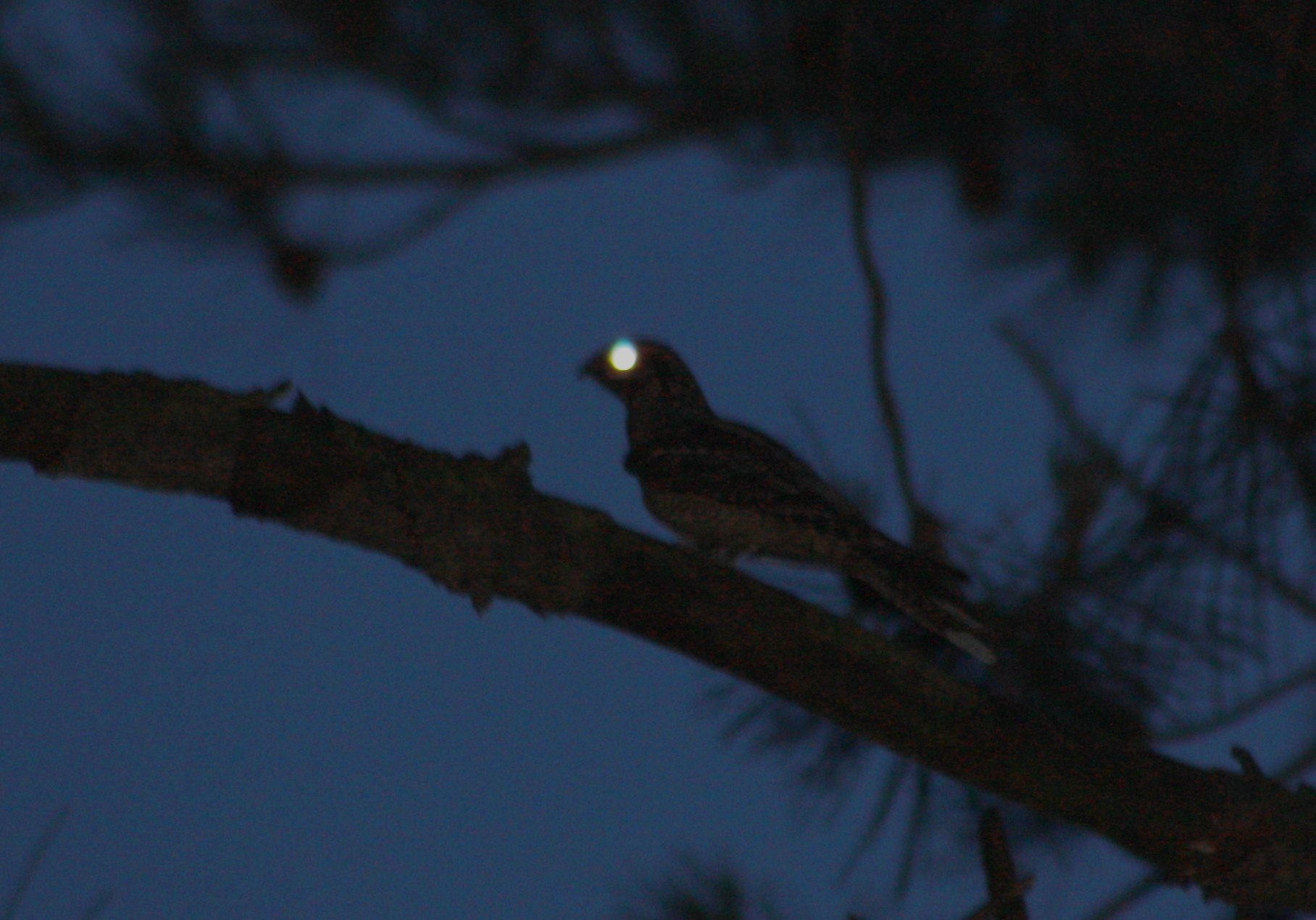 ночная птица фото