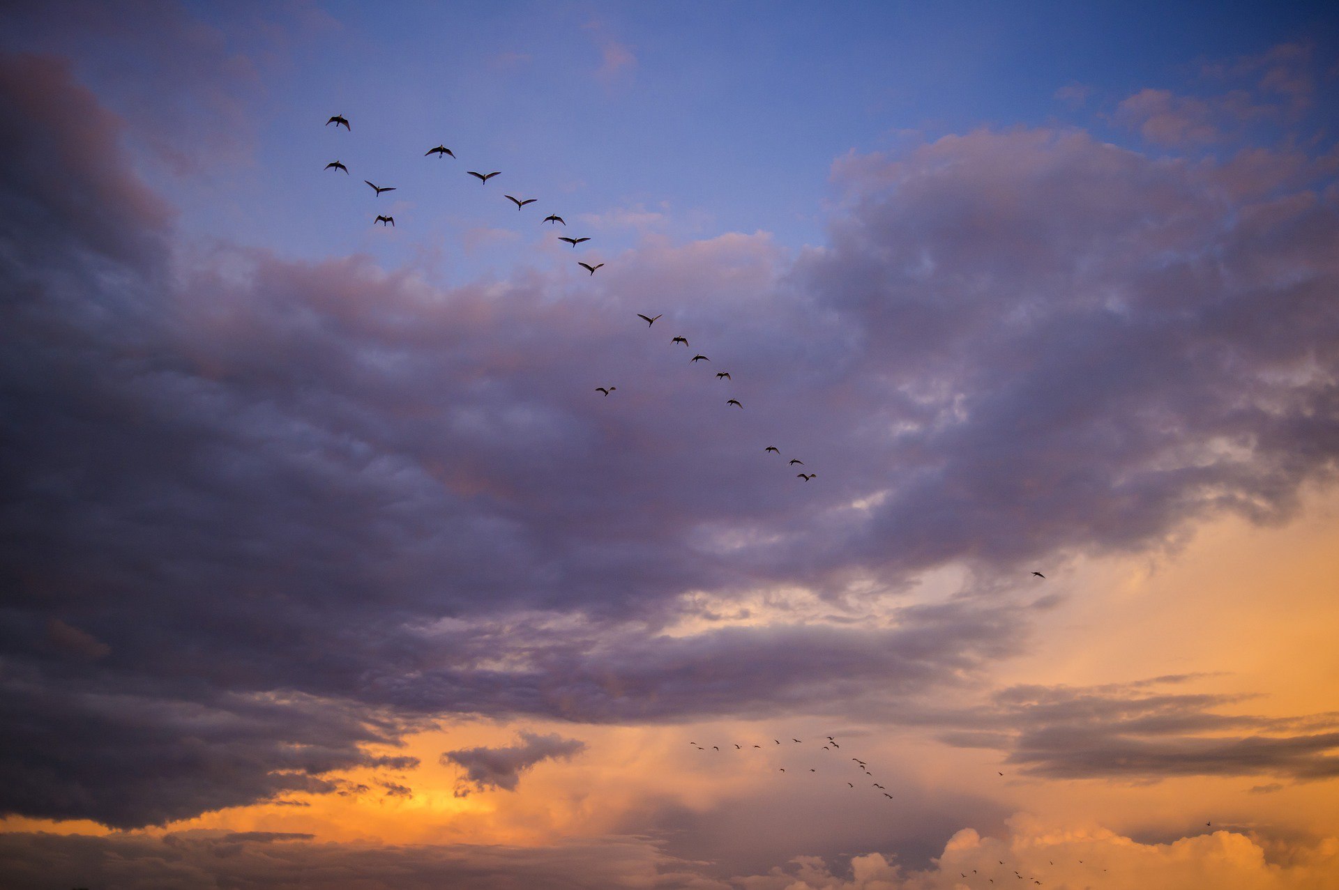 Птицы в закатном небе