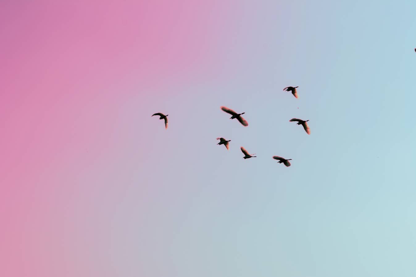 Птицы маленькие на небе