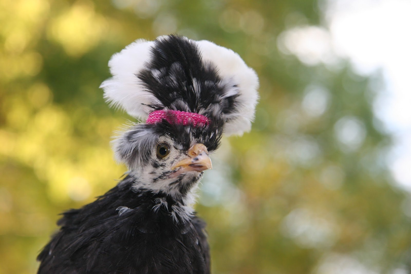 Курица с шапкой на голове
