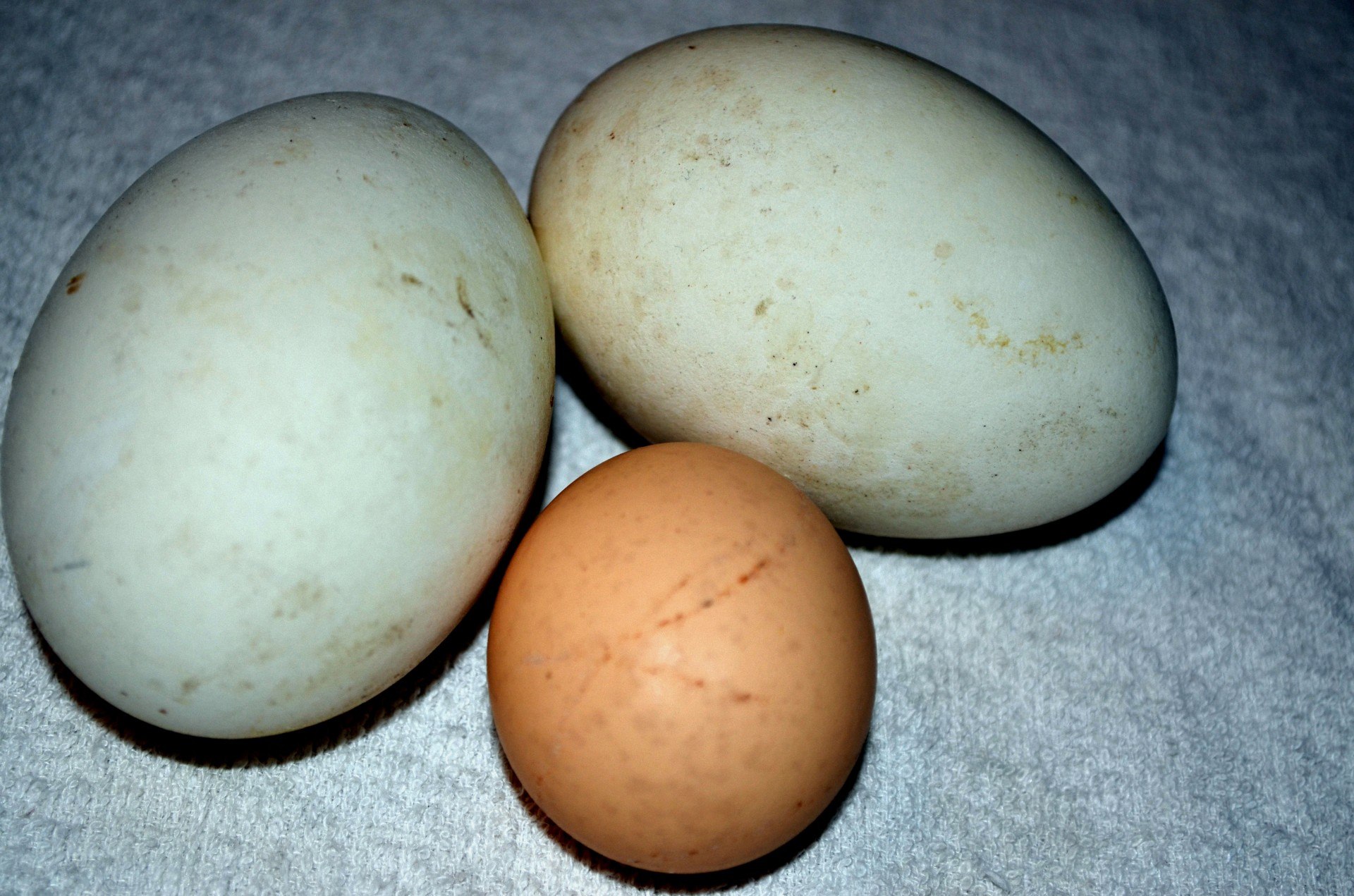 Гусиные яйца едят. Гусыня и гусиное яйцо. Гусиные яйца. Утиные яйца. Инкубационное яйцо.