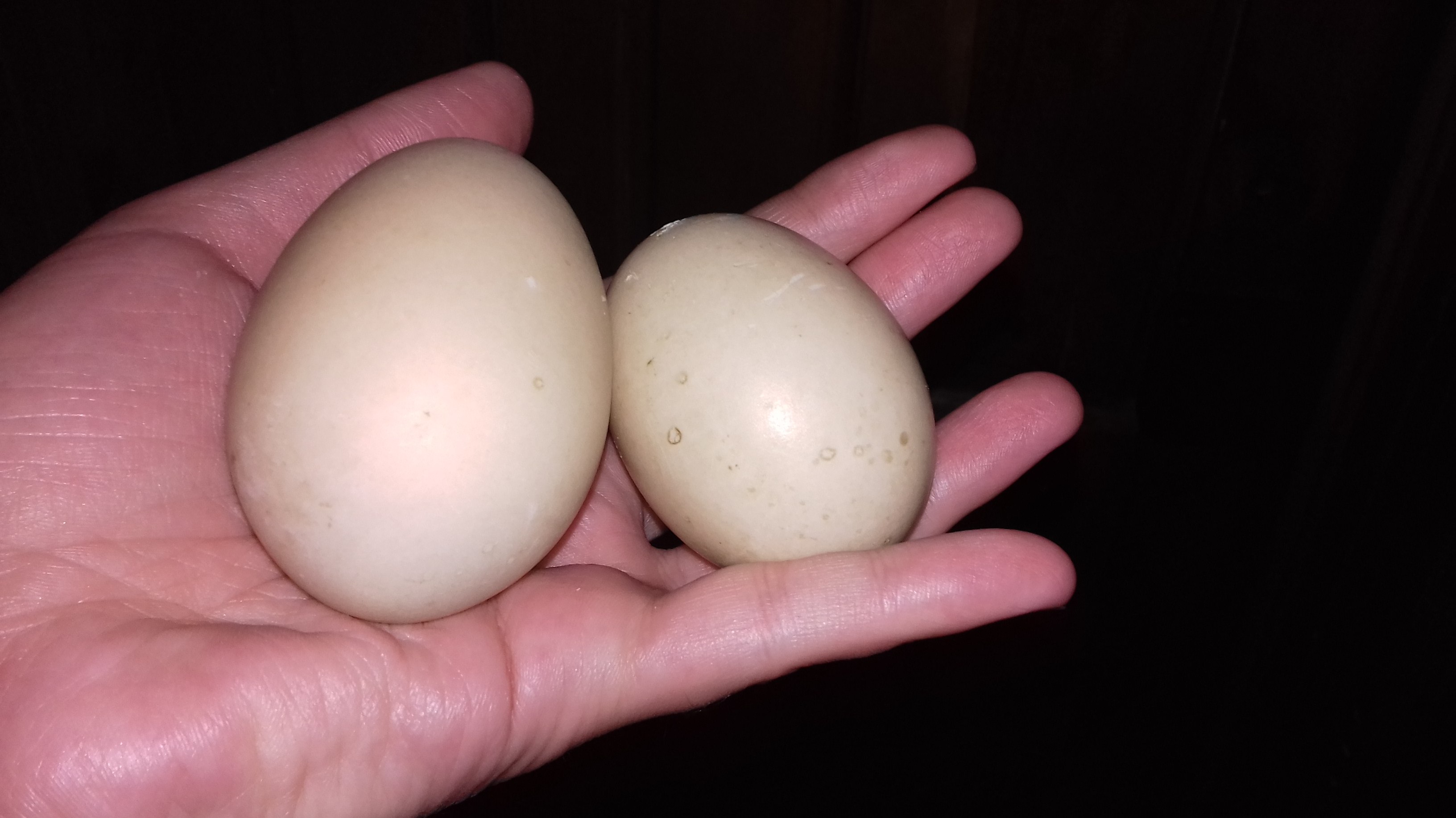Как отличить яйца. Инкубационное яйцо индоуток. Индоутка яйца. Яйцо мускусной утки. Яйца индоутки утки.