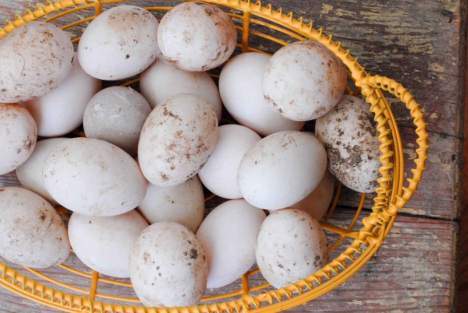 Гусиные яйца едят. Утиные яйца. Яйцо утки. Фазаньи яйца. Яйцо утиное инкубационное.