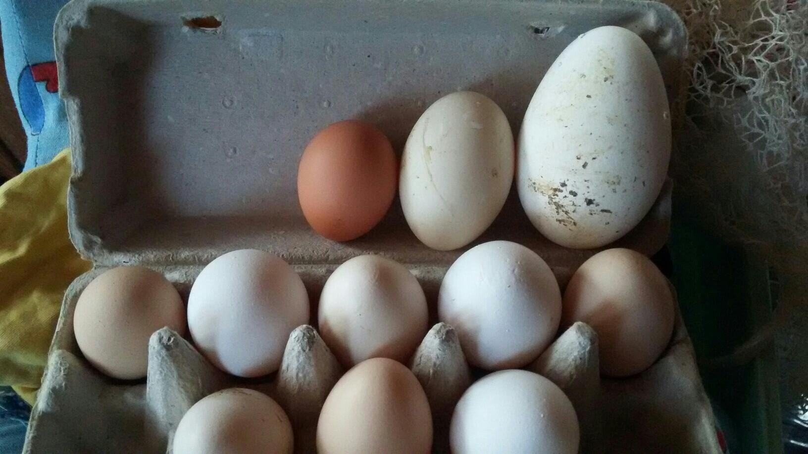 Сколько яиц можно под индоутку. Яйца куриные гусиные Утиные. Инкубационные яйца пекинской утки. Утиные и гусиные яйца. Гусиное и куриное яйцо.