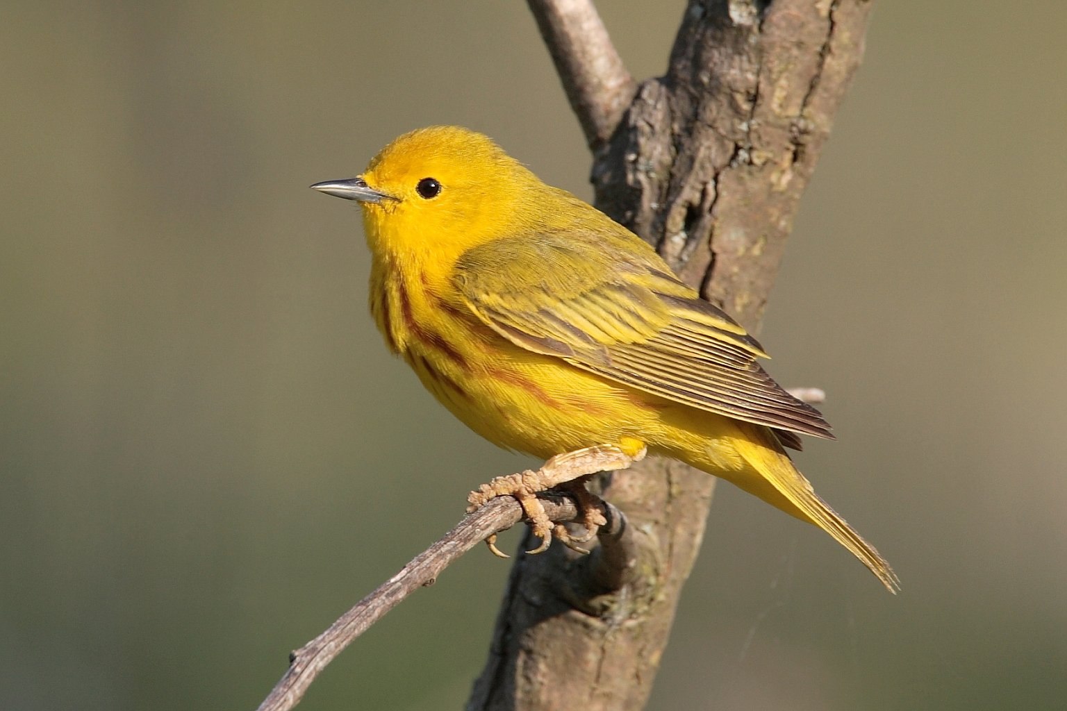 Желтая лесная птичка (41 фото) - красивые фото и картинки pofoto.club