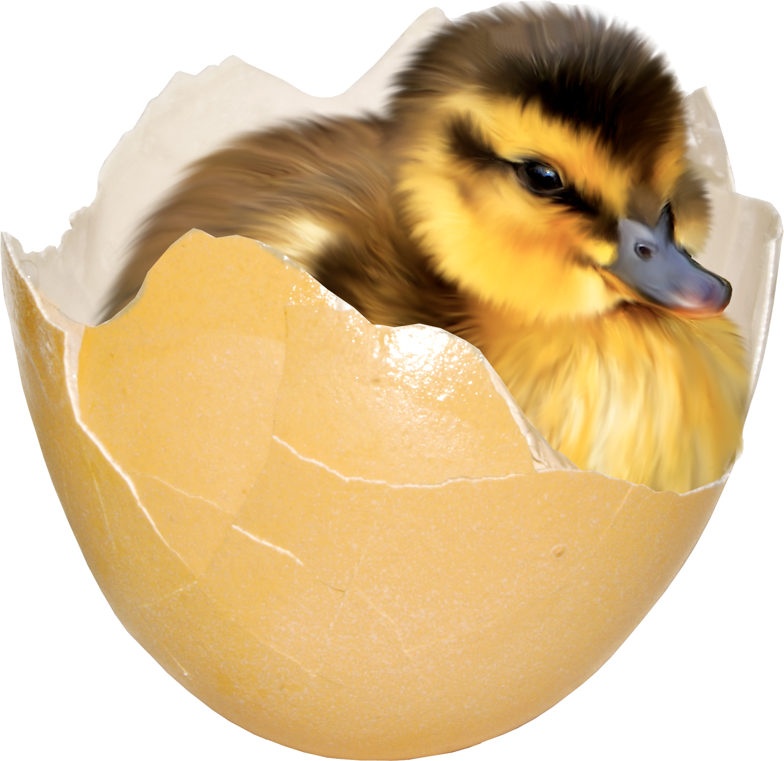 Утенок вылупляется из яйца. Утенок в яйце. Утята вылупляются. Утенок вылупился. Птица вылупляется из яйца