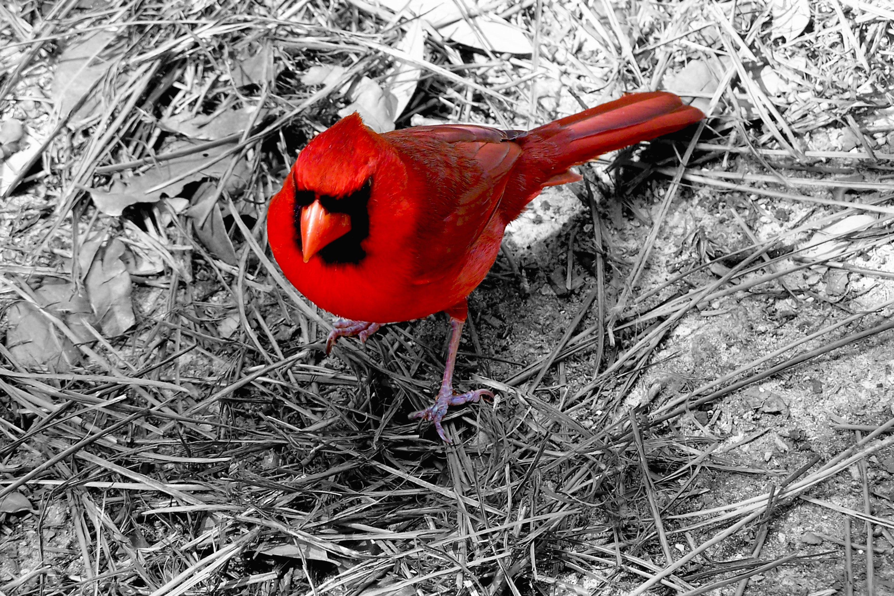 Красный голодный. Красный Кардинал ред. Красно черная птица. Птица с красными элементами. Черно красная птица.