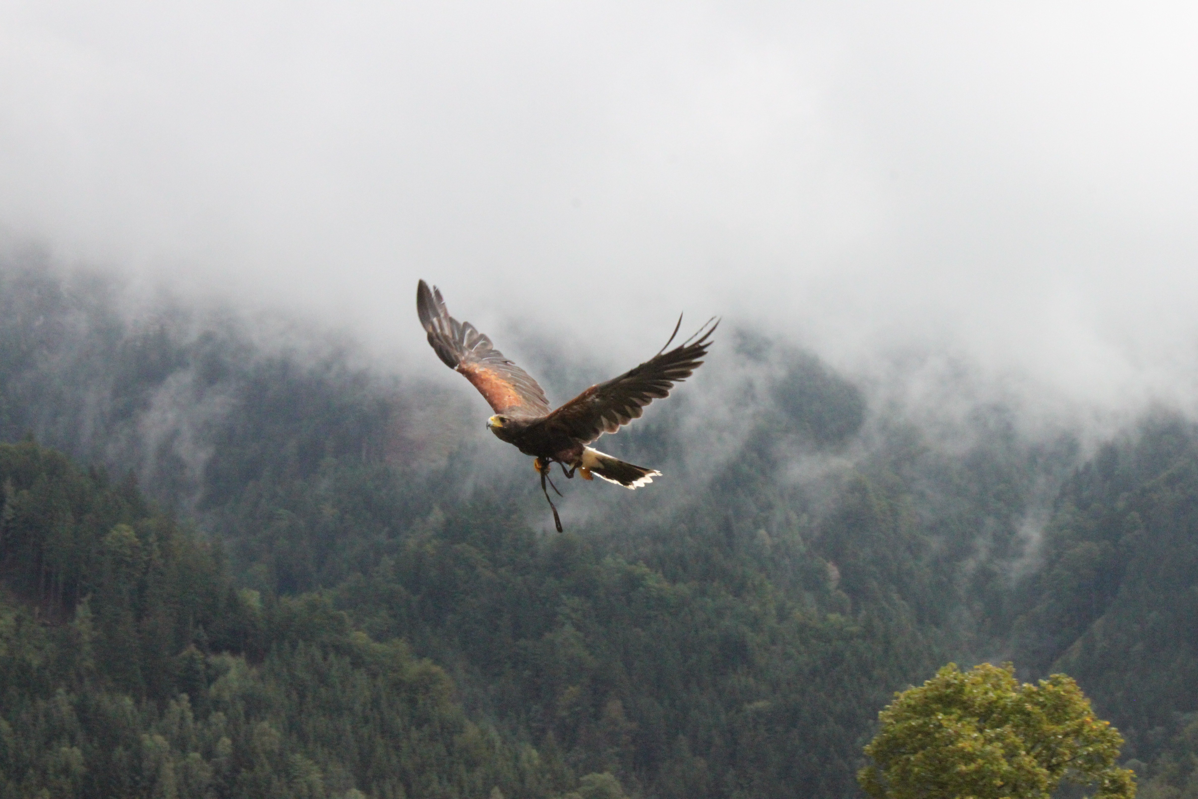 Птичий полет. Орел в горах. Птицы в горах. Полет орла в горах. Птицы над лесом.