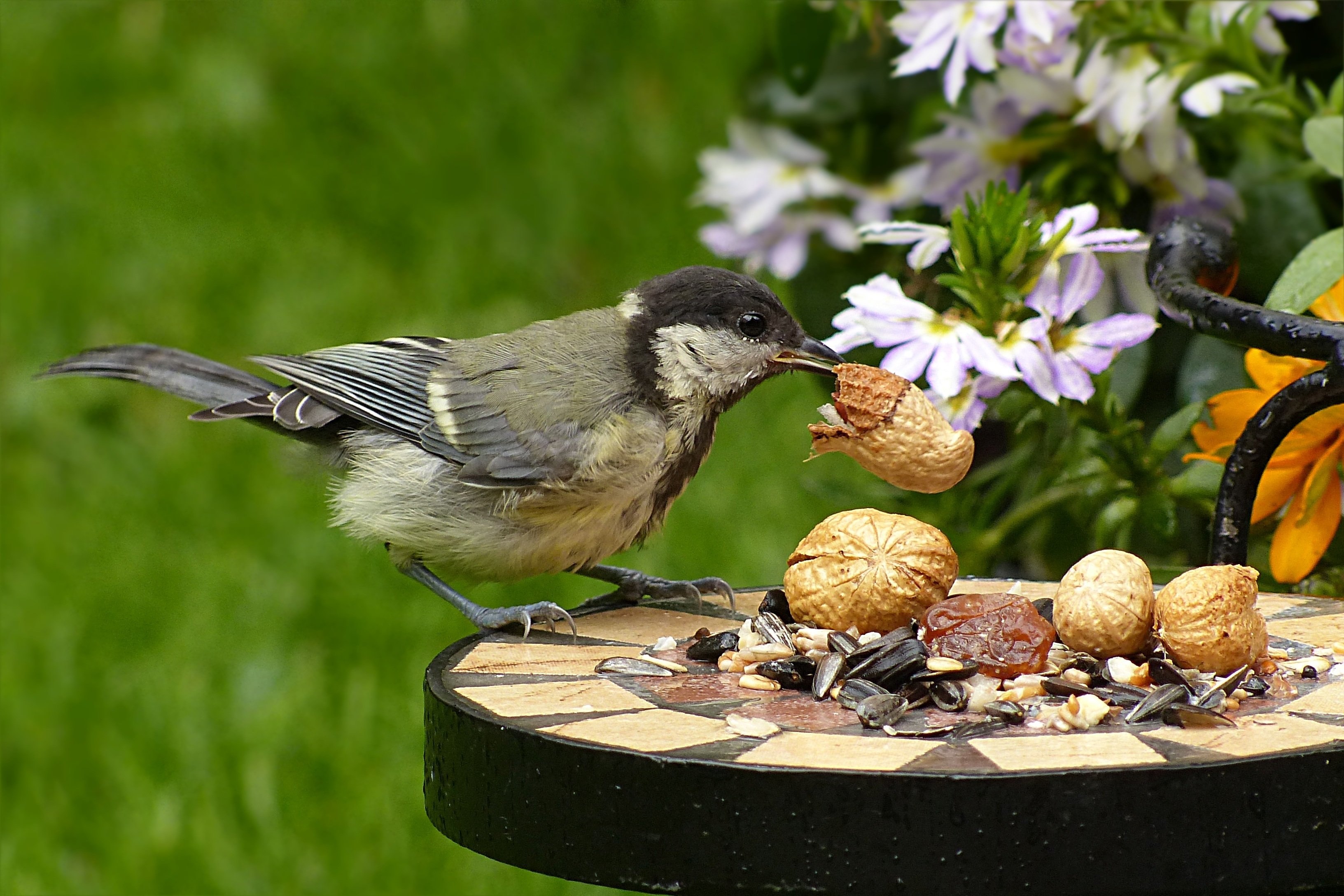 Bird b c. Синица-лазоревка питание. Птицы в саду. Летние птицы. Синицы в саду.