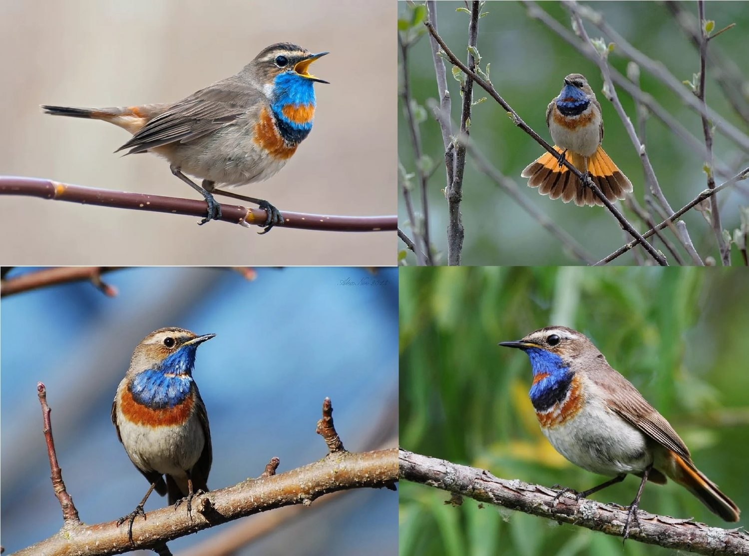 Все разновидности птиц фото и названия