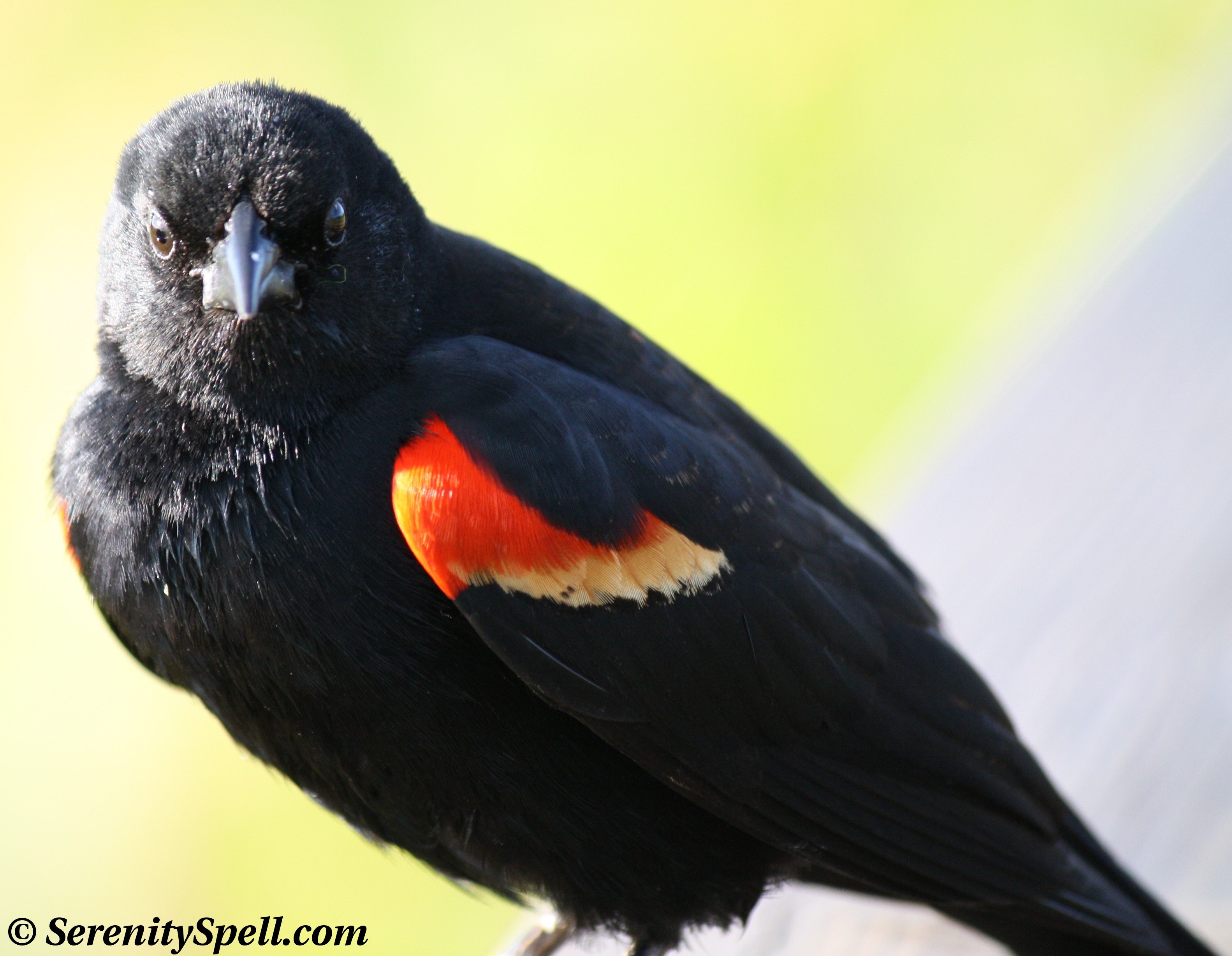 Птица с черным глазом. Red-Winged Blackbird. Черная птица с красными глазами. Птица черного цвета с красным клювом. Черно красная птица.