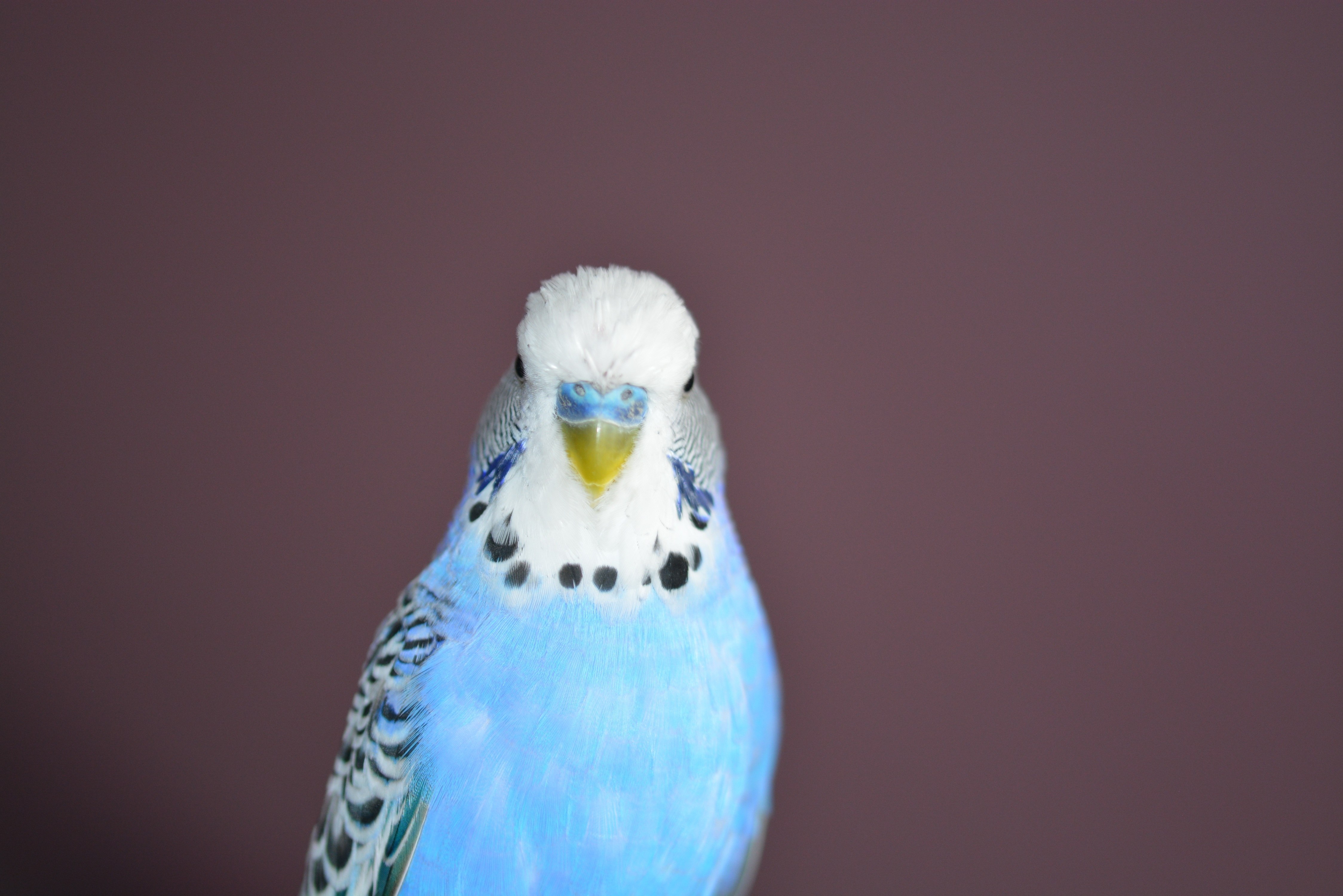 Волнистый попугай машет крыльями. Попугаи волнистые попугайчики. Волнистый попугайчик синий. Попугай волнистый голубой. Волнистый попугай голубого цвета.