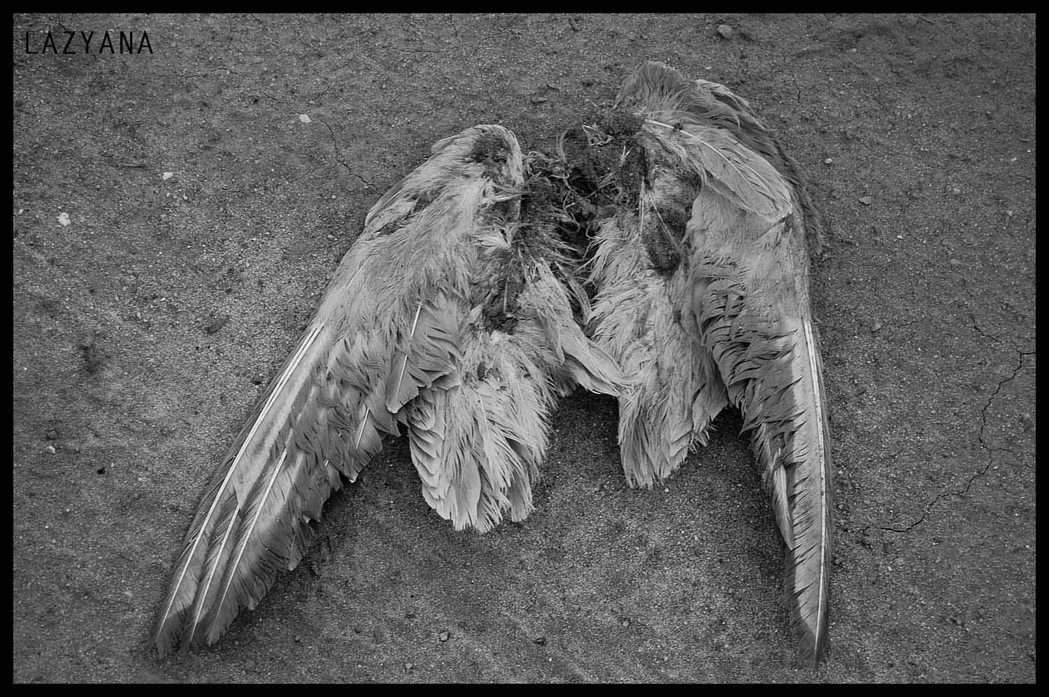 Найти сломанные крылья. Изображение птицы с поломанным крылом. Ворона с поломанным крылом.