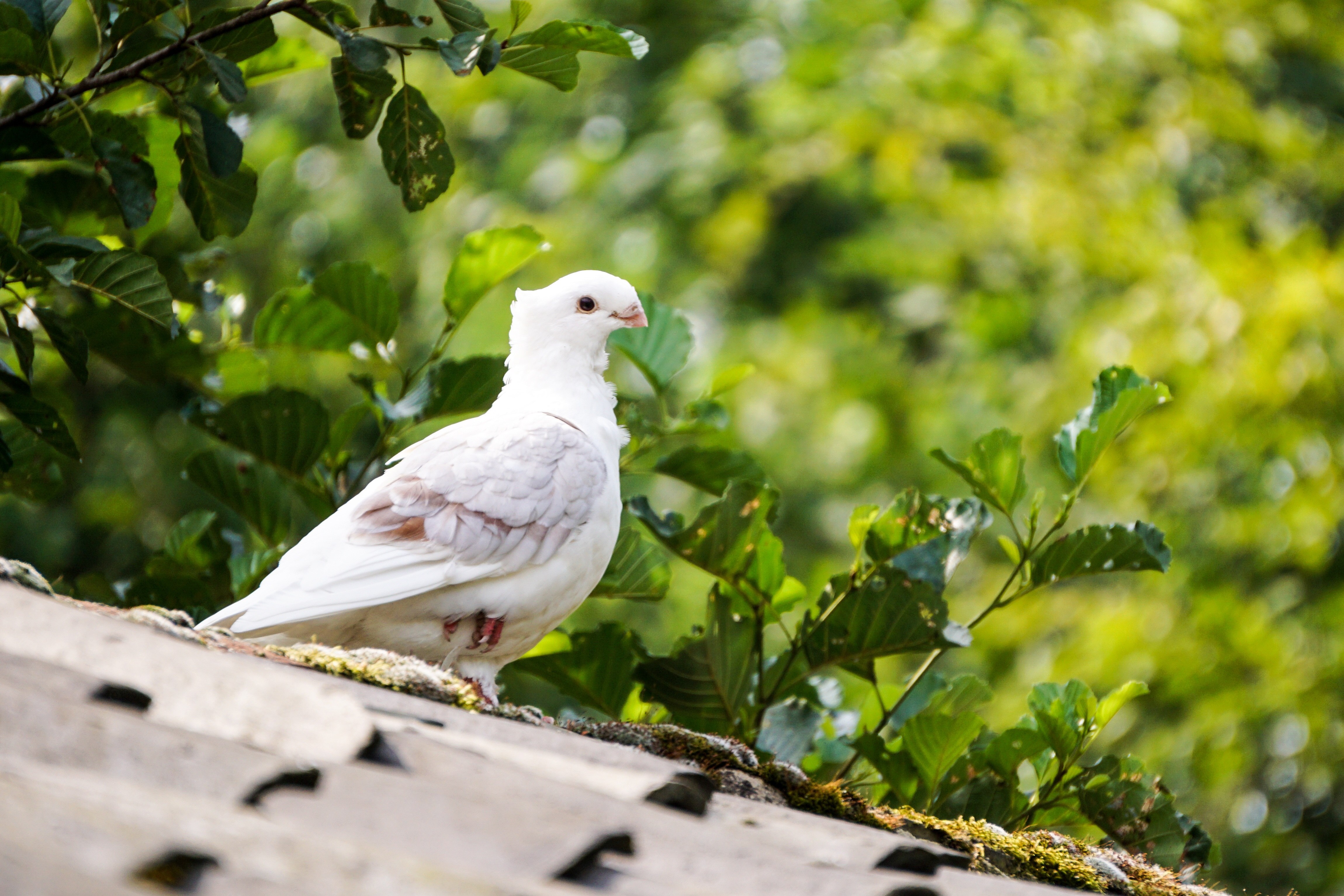 White bird. Горлица белая. Горлица белая птица. Длиннохвостая Горлица. Белая Горлица фото птица.