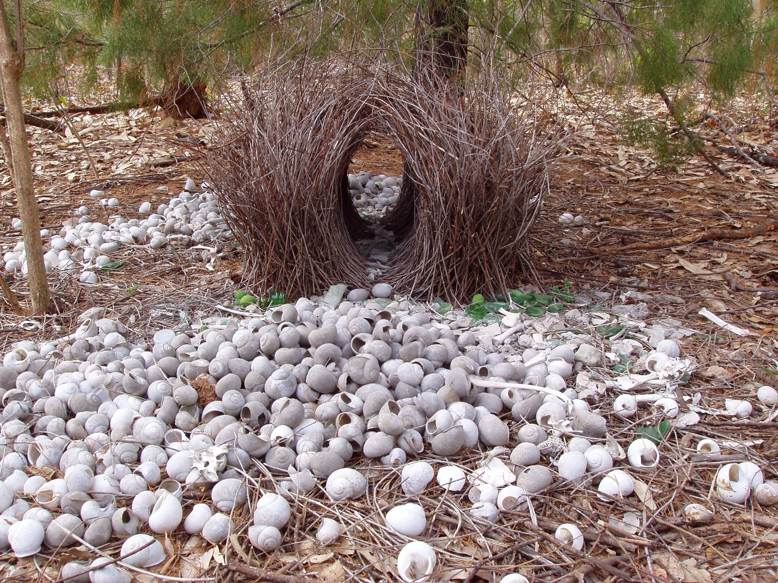 Гнездо птицы шалашника