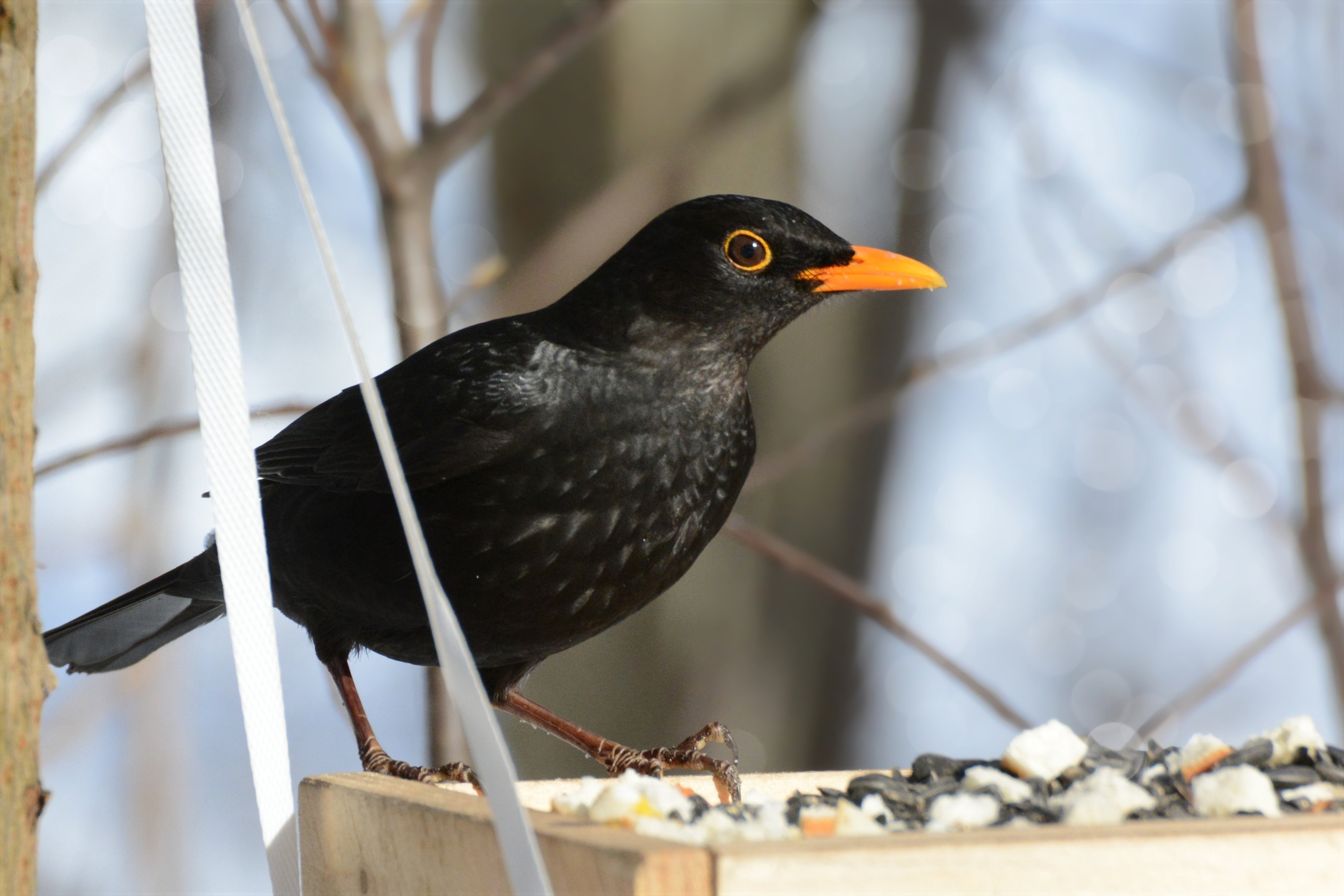 Black bird. Белогрудый Дрозд. Черный Дрозд птица. Черный Дрозд Дрозд. Чёрный скворец и черный Дрозд.