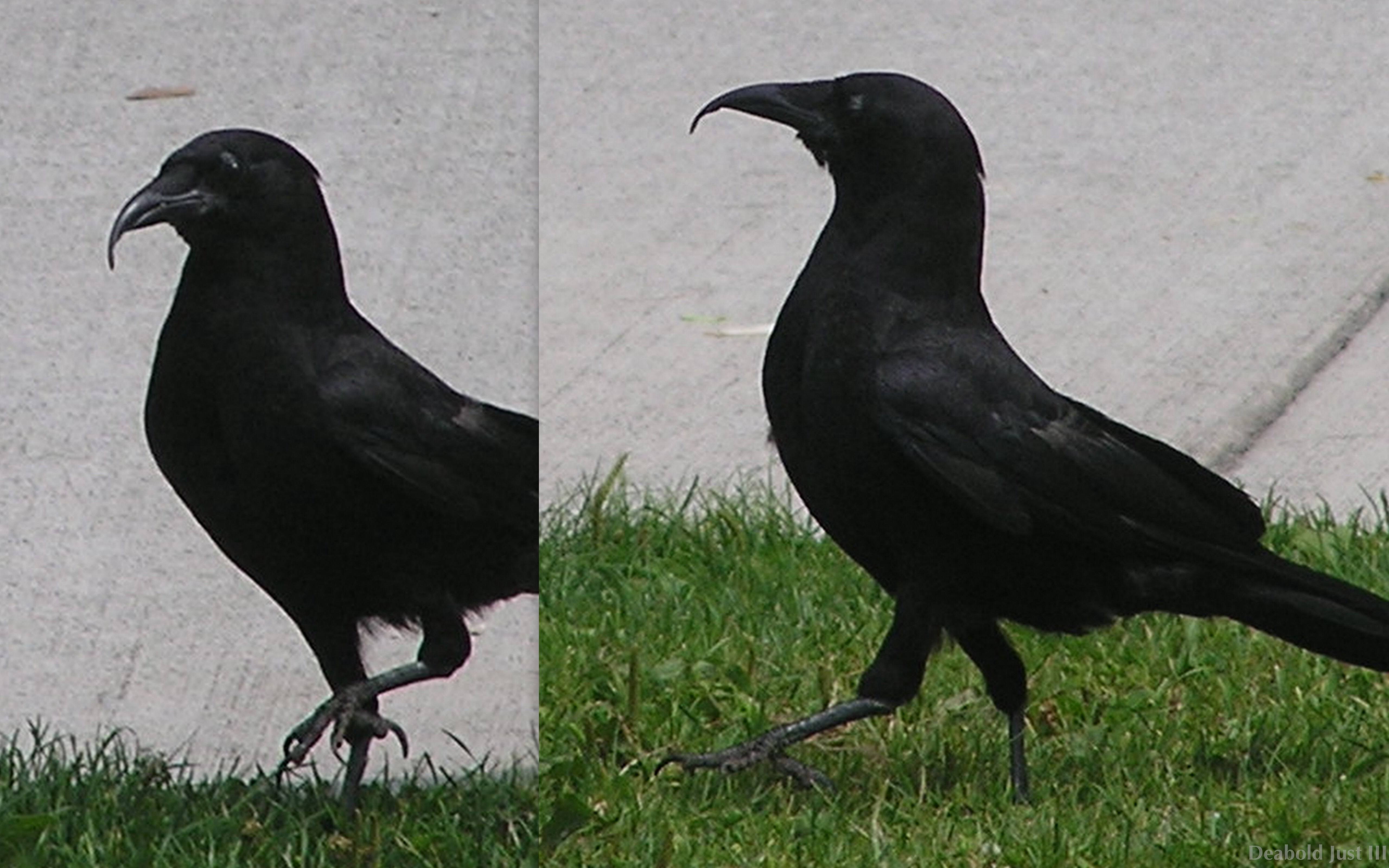 Чем отличается черный. Клюв Грача. Клюв Грача и ворона. Птица похожая на ворону. Черная птица похожая на ворону.