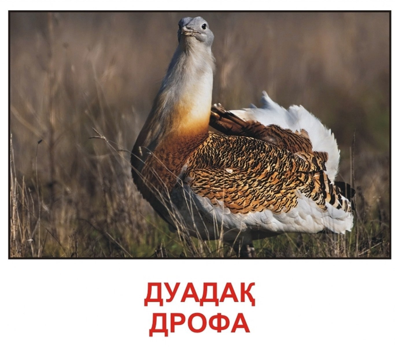 Дрофа птица Краснодарский край