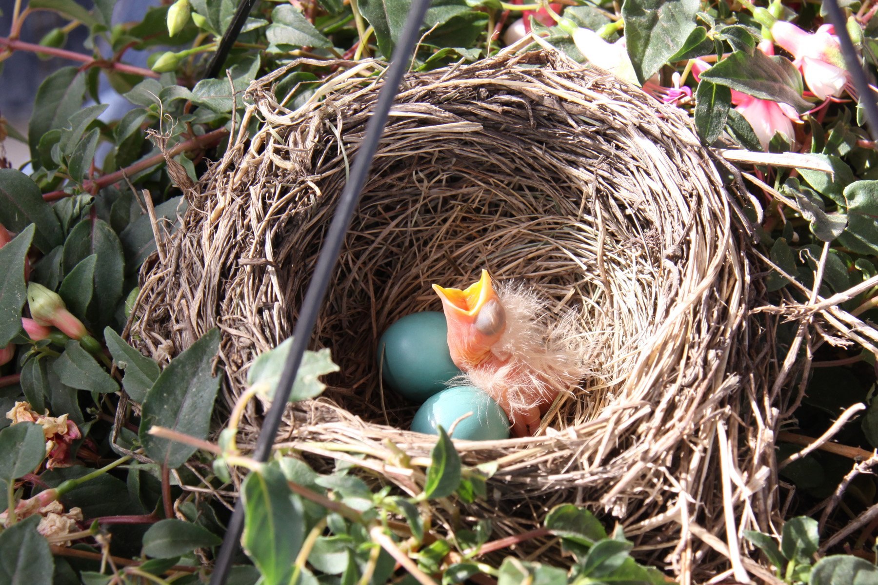 Птицы весной вьют. Варакушка гнездо. Варакушка птенец. Варакушка гнездо с яйцами. Варакушка птенцы в гнезде.