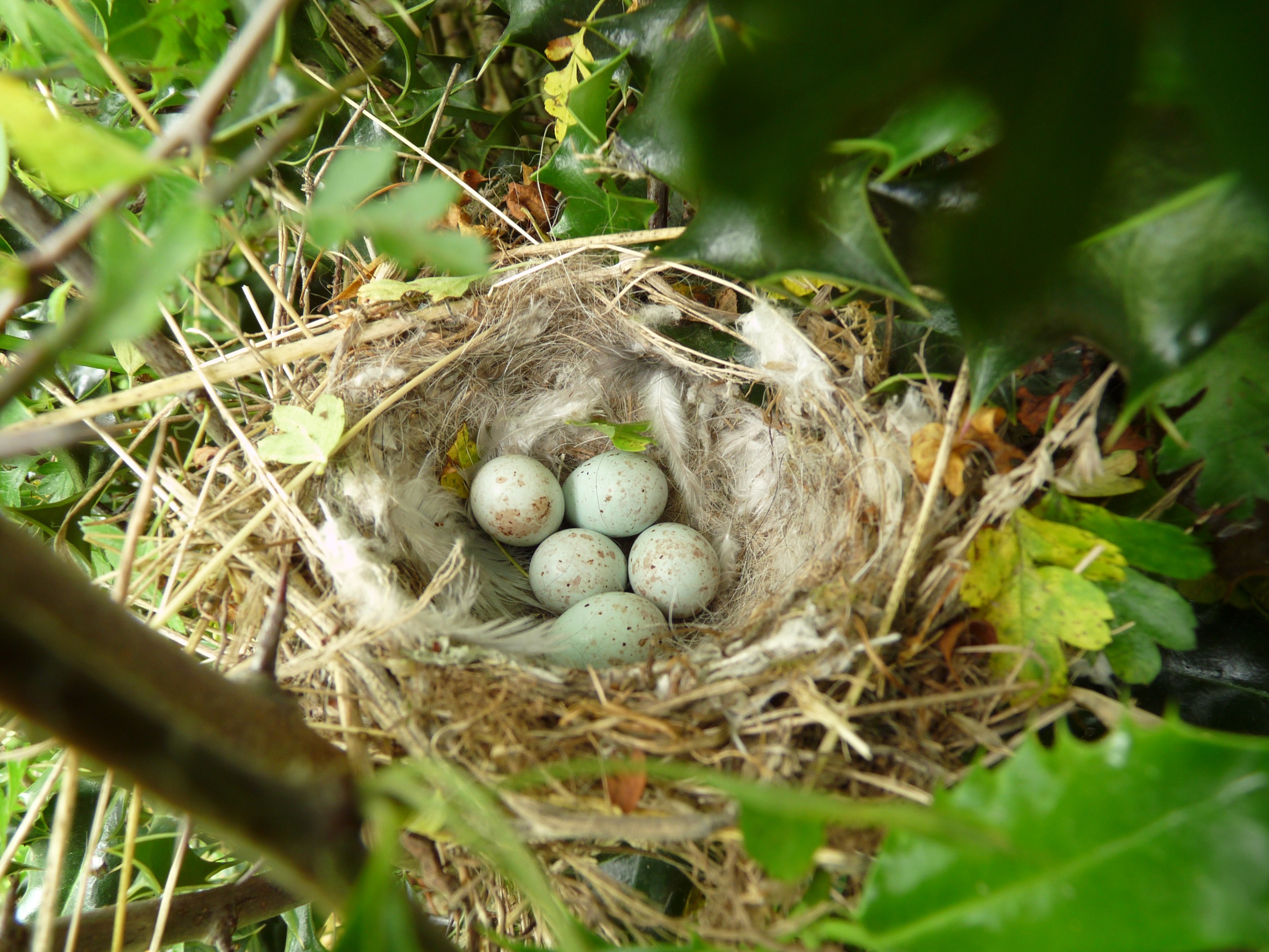 Птичьи яйца в гнезде фото