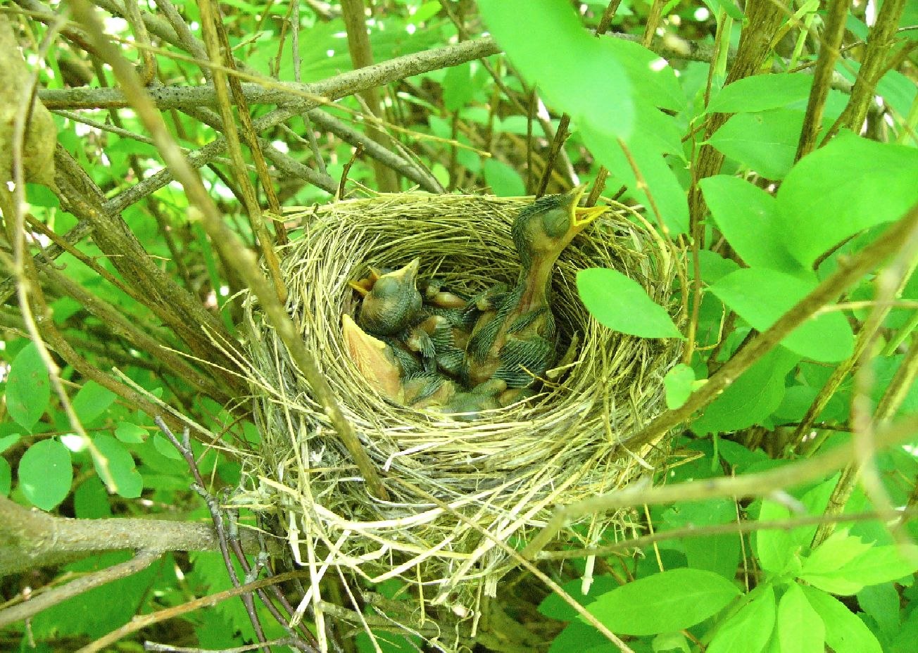 Птицы имеют гнезда. Гнездо Болотной камышевки. Садовая Камышовка гнездо. Камышовка яйца гнездо. Гнездо вьюрка.