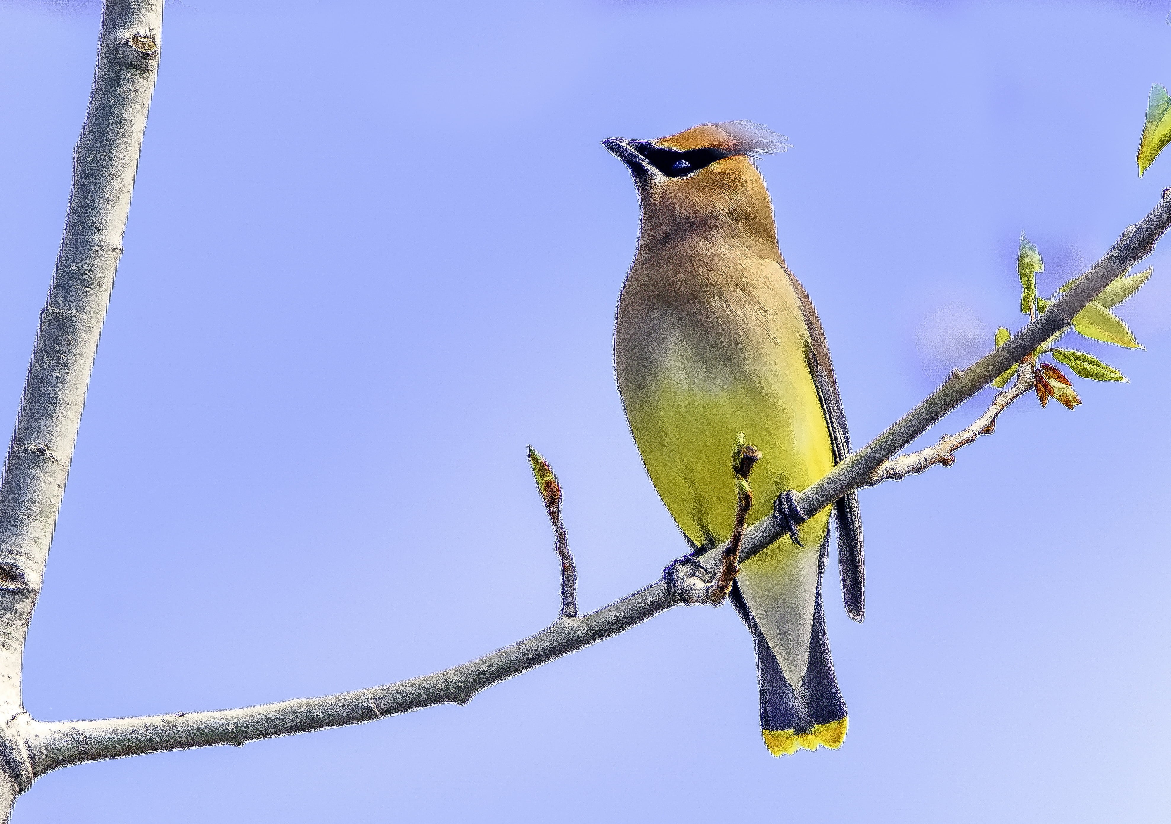 Желтая птичка с желтым хохолком