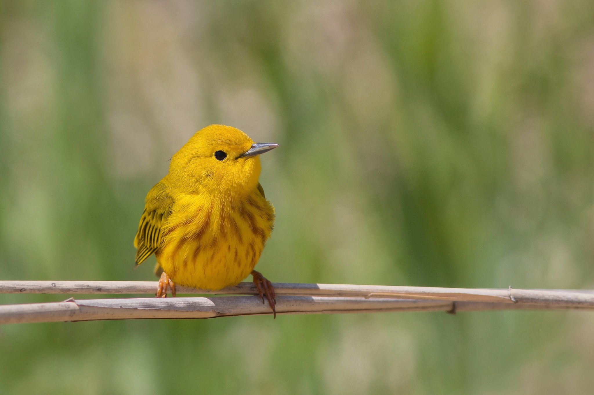 Про желтую птичку. Желтые птички. Маленькая желтая птичка. Соловей желтый. Желтая красивая птица.