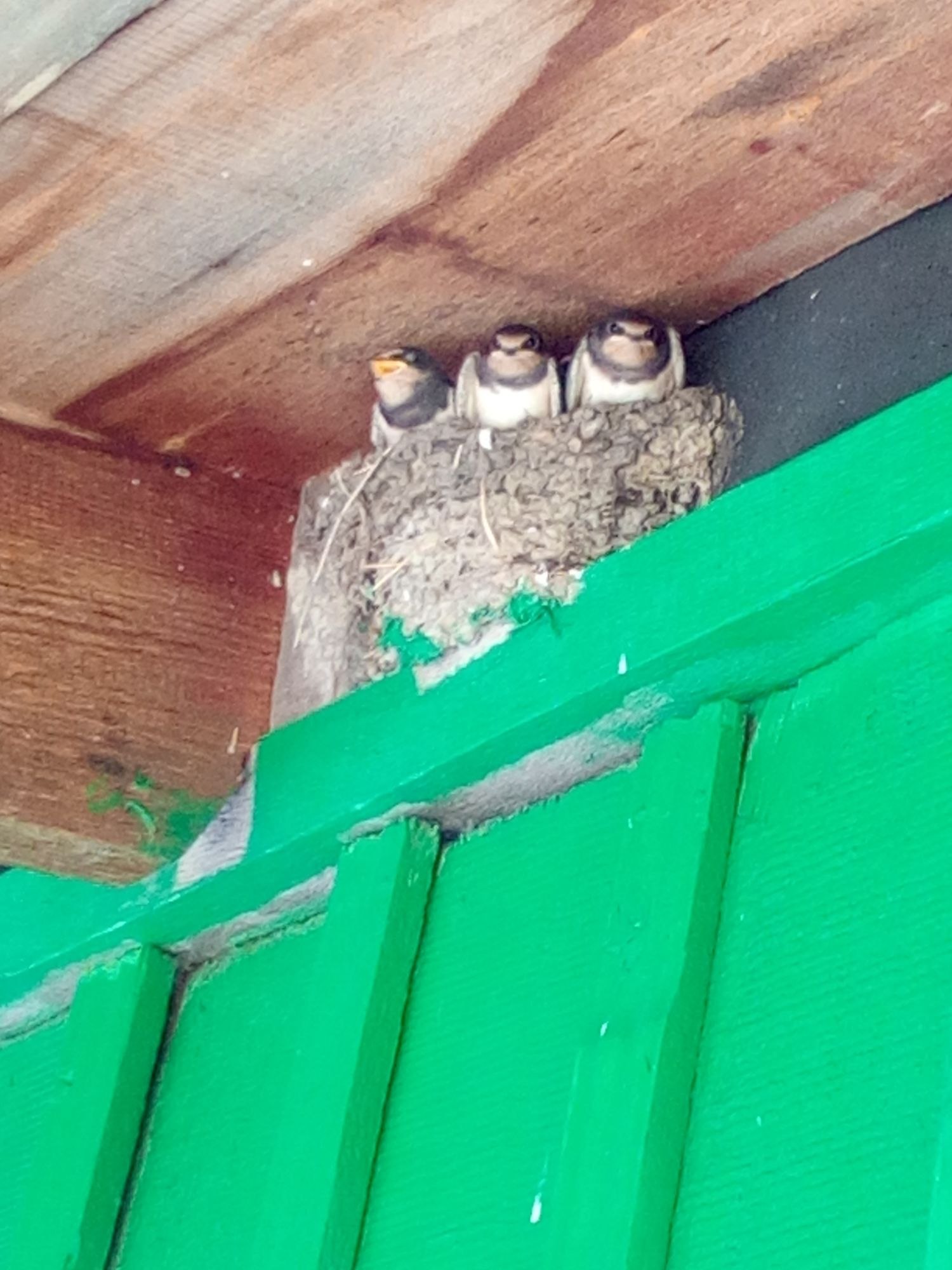 Под крышей дома свили гнездо. Ласточки свили гнездо. Гнезда Стрижей под балконами. Гнездо стрижа на балконе. Гнезда птиц на балконе.