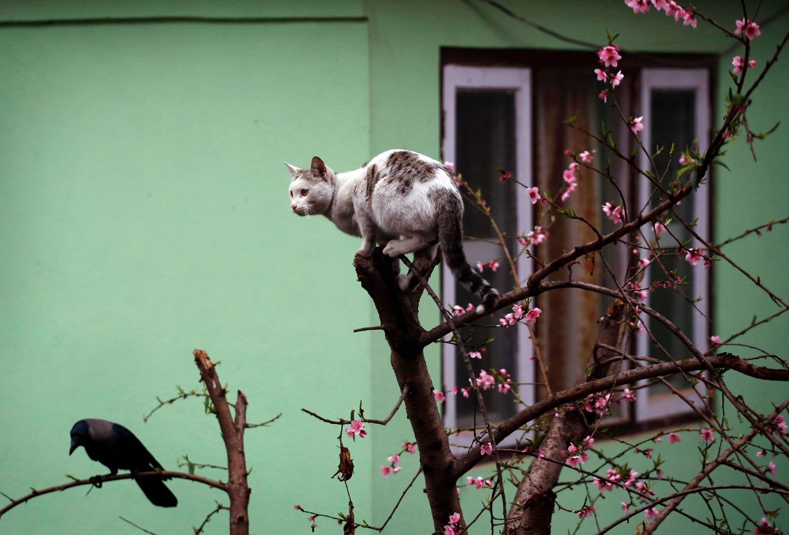 Green crow кот. Кошки на дереве. Кошка с вороной на дереве. Непальская кошка. Кот и ворона на дереве.