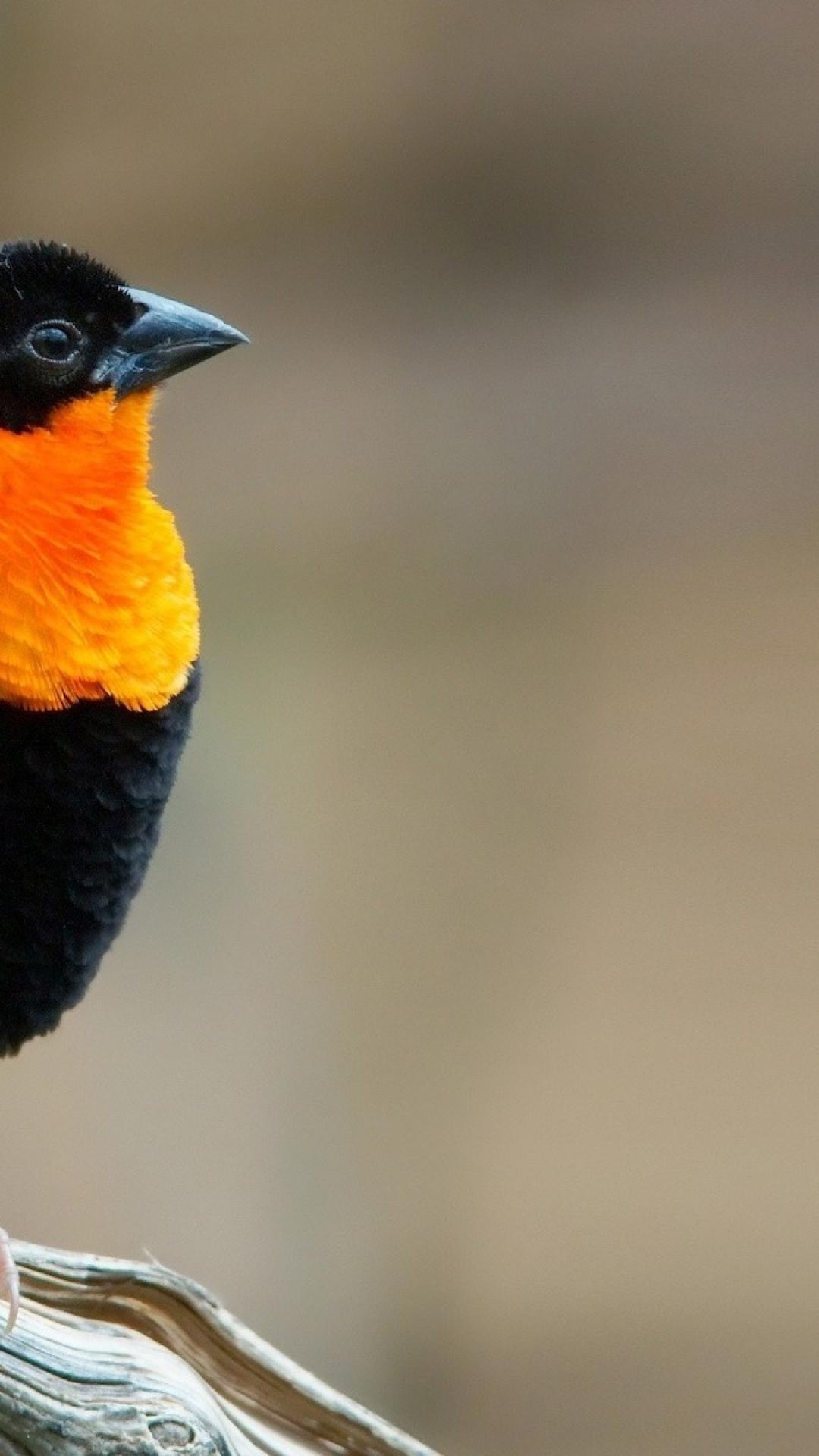 Маленькая черно оранжевая птичка. Оранжевая птица. Птичка оранжевая с черной головой. Черно оранжевая птица. Птичка черная с оранжевым.