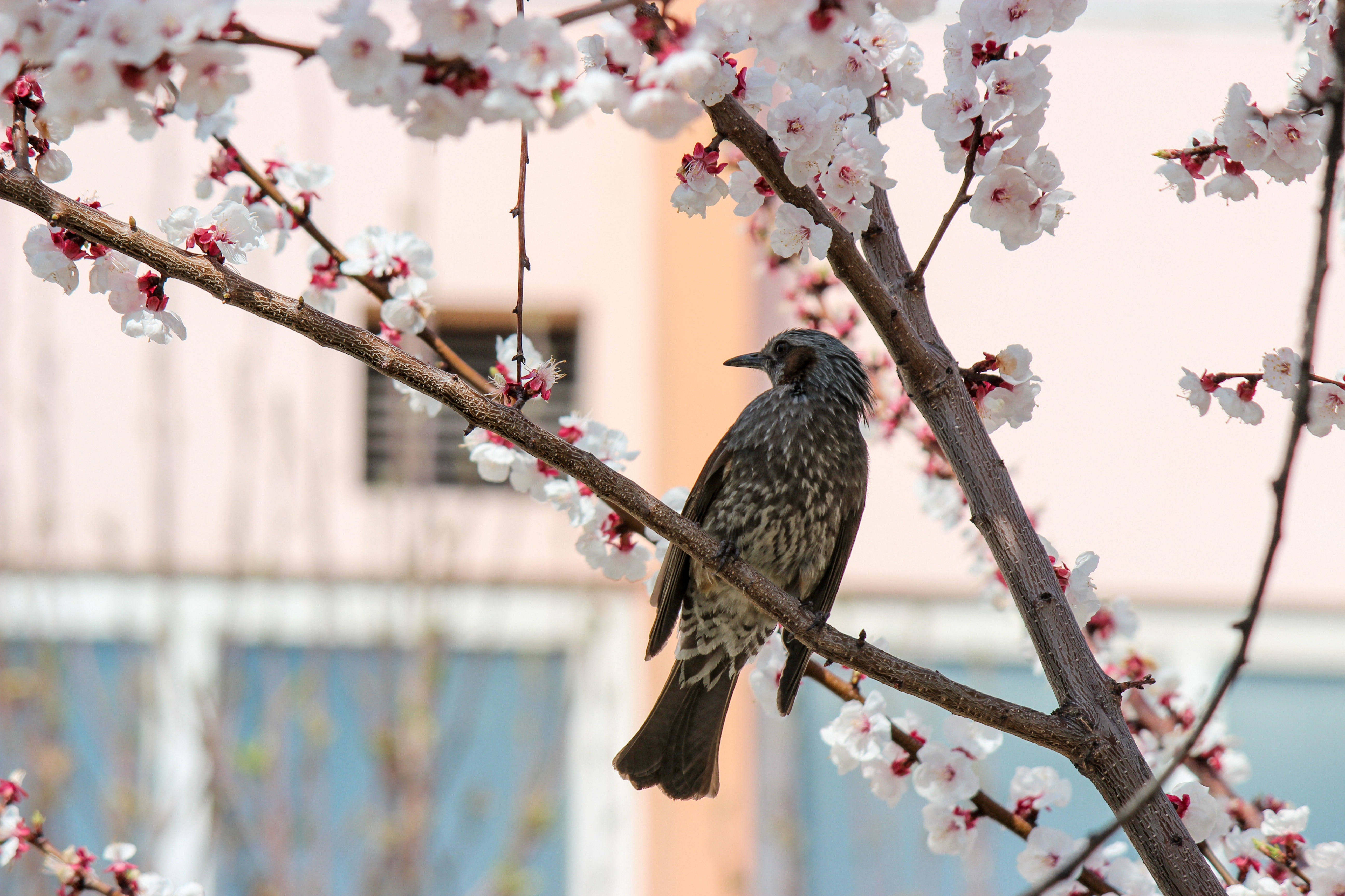 Птицы поздней весной. Весенние птицы. Городские птицы. Птицы на цветущих деревьях весной.