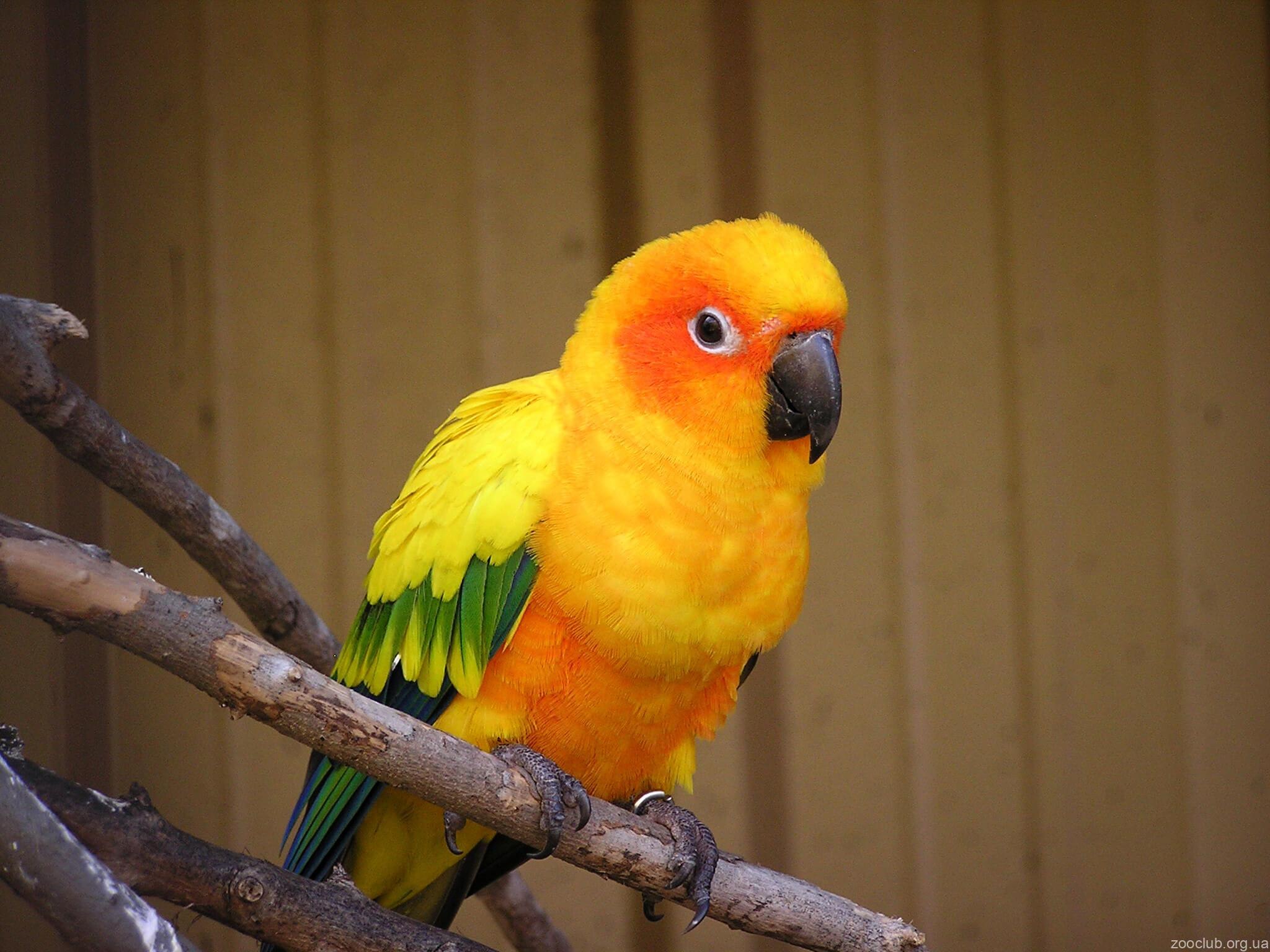 Какаду оранжевый. Попугай аратинга красный. Попугай аратинга желтый. Аратинга оранжевый попугай. Попугай Солнечный аратинга.