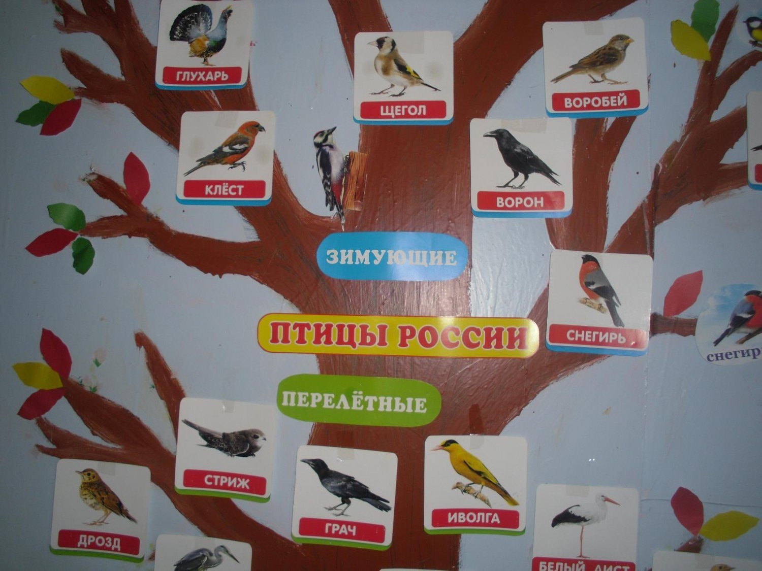 Картинки зимующих птиц для детского сада