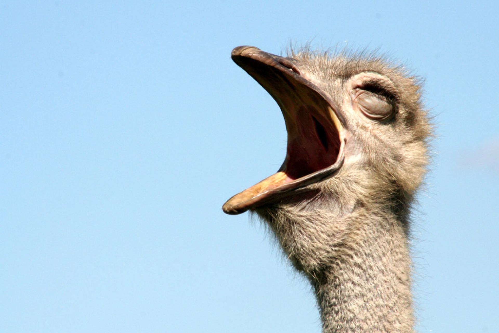 Страус птица или животное. Африканский страус. Смешной страус. Злой страус.
