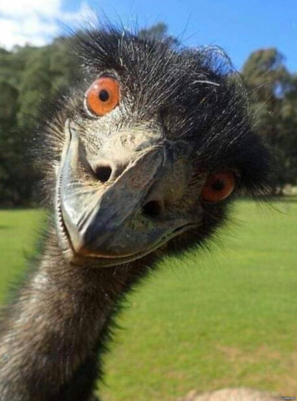 фото страуса с головой