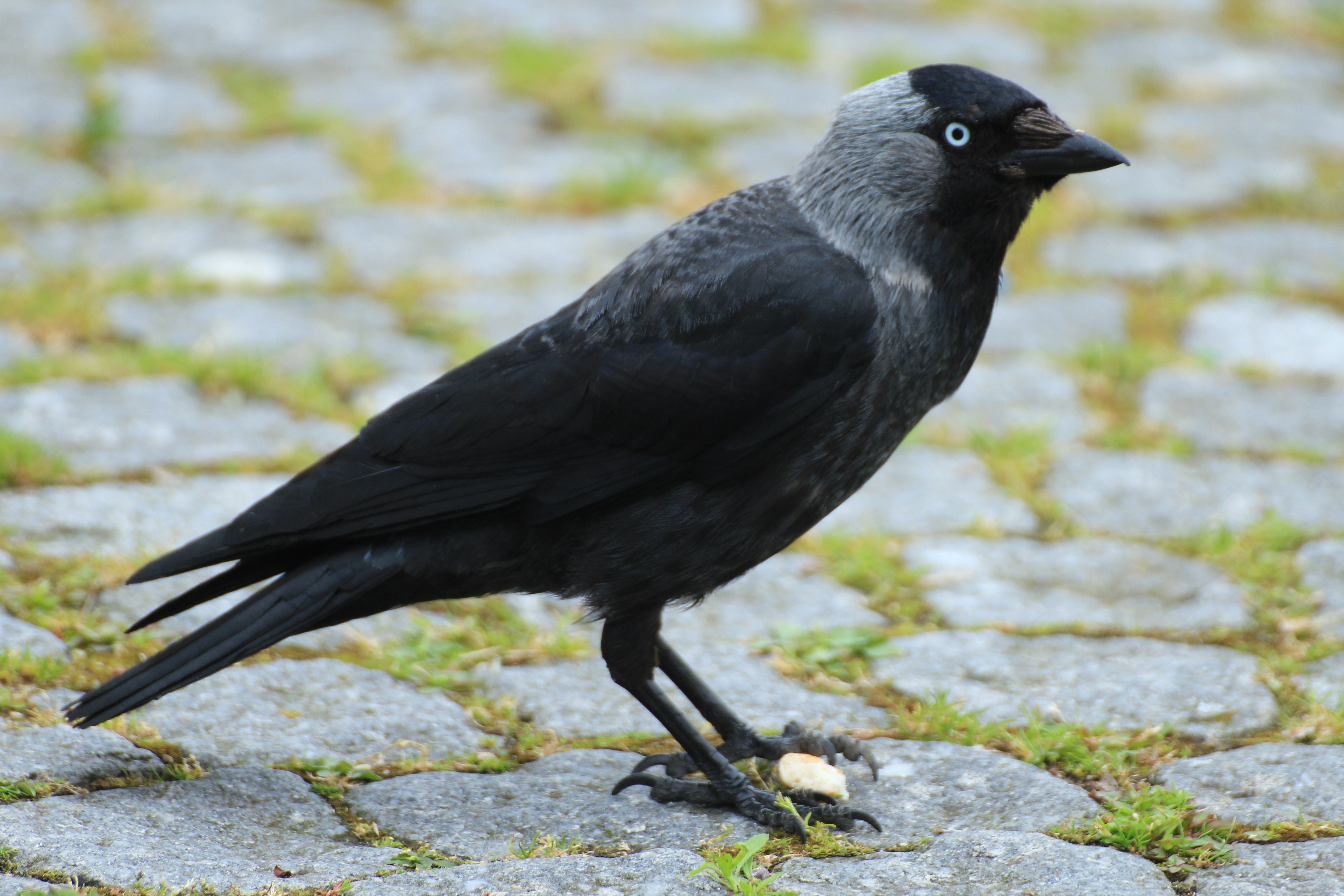 Черная птица с серой головой