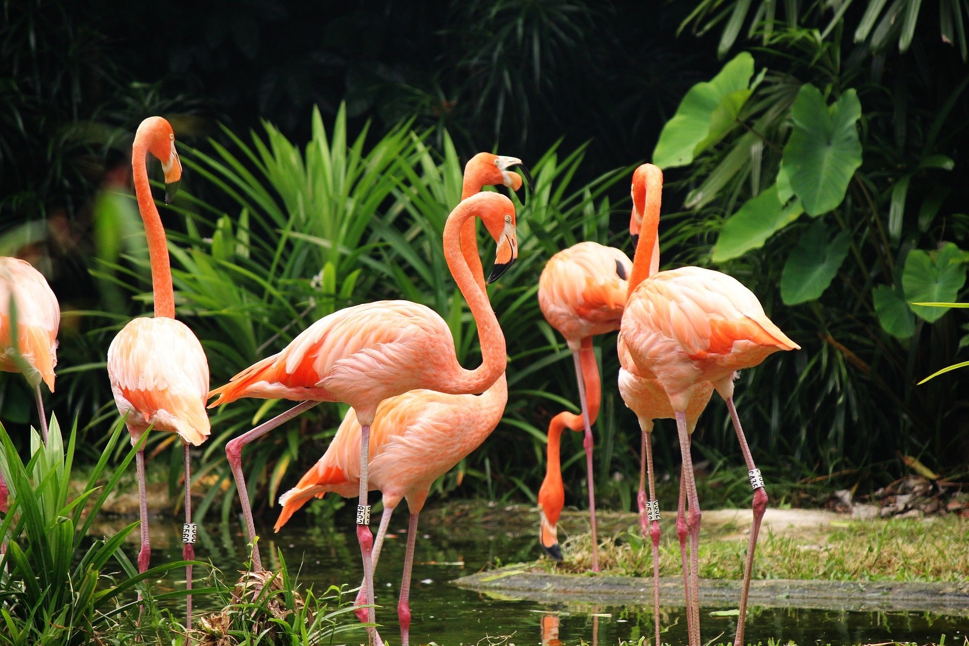 Фламинго в природе