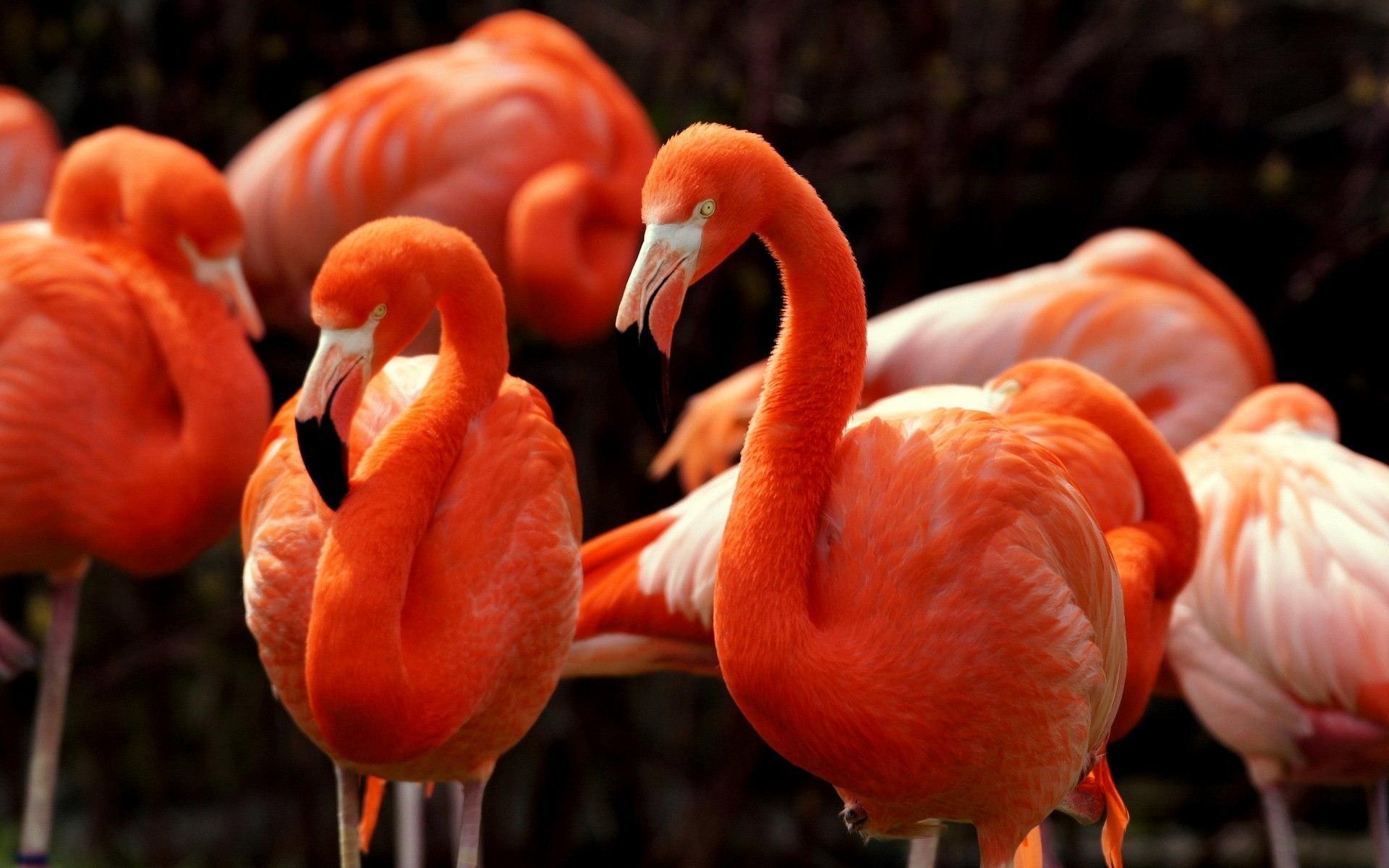 Красив фламинго. Красный Фламинго Южная Америка. Розовый Фламинго птица. Красивые птицы. Фламинго фото.