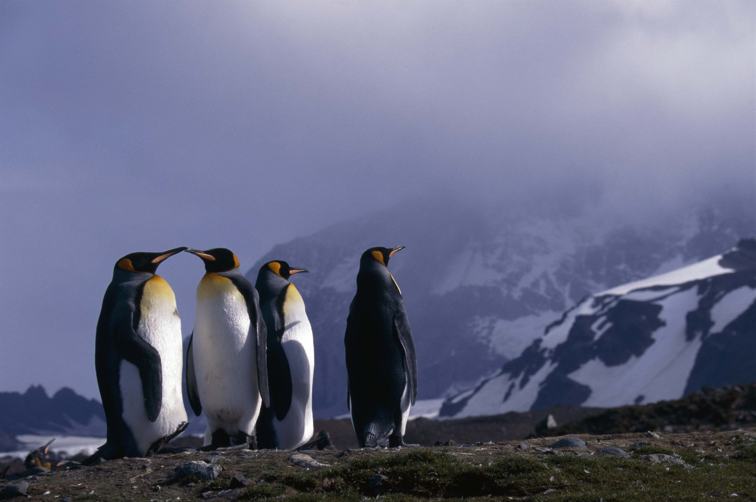 Пингвины в дикой природе. Императорский Пингвин в Антарктиде. Пингвины в Антарктиде. Королевский Пингвин в Антарктиде. Стая пингвинов.