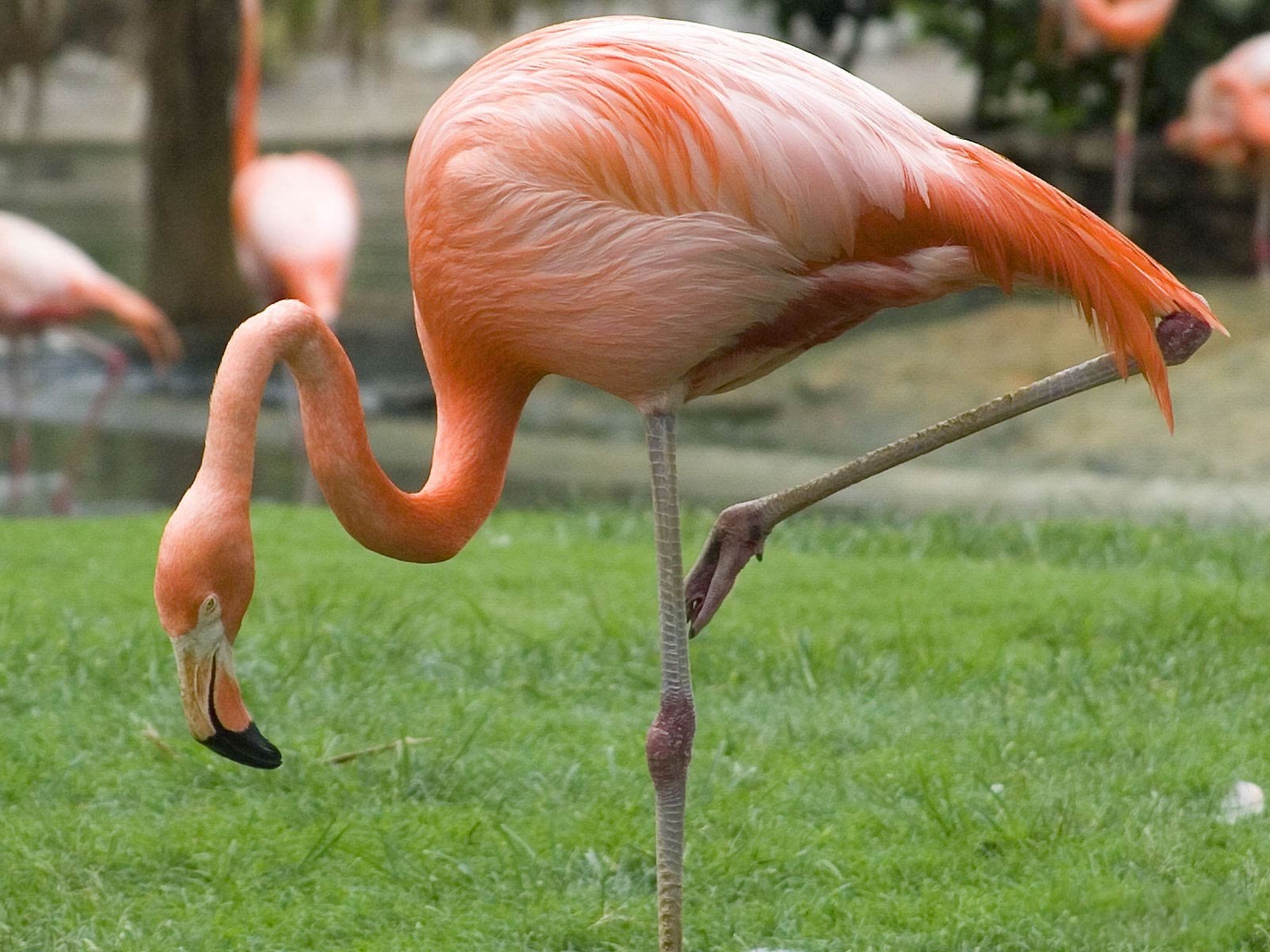 Какое животное розовое. Фламинго падальщики. Карликовый Фламинго. Фламинго лапы. Лапы розового Фламинго.