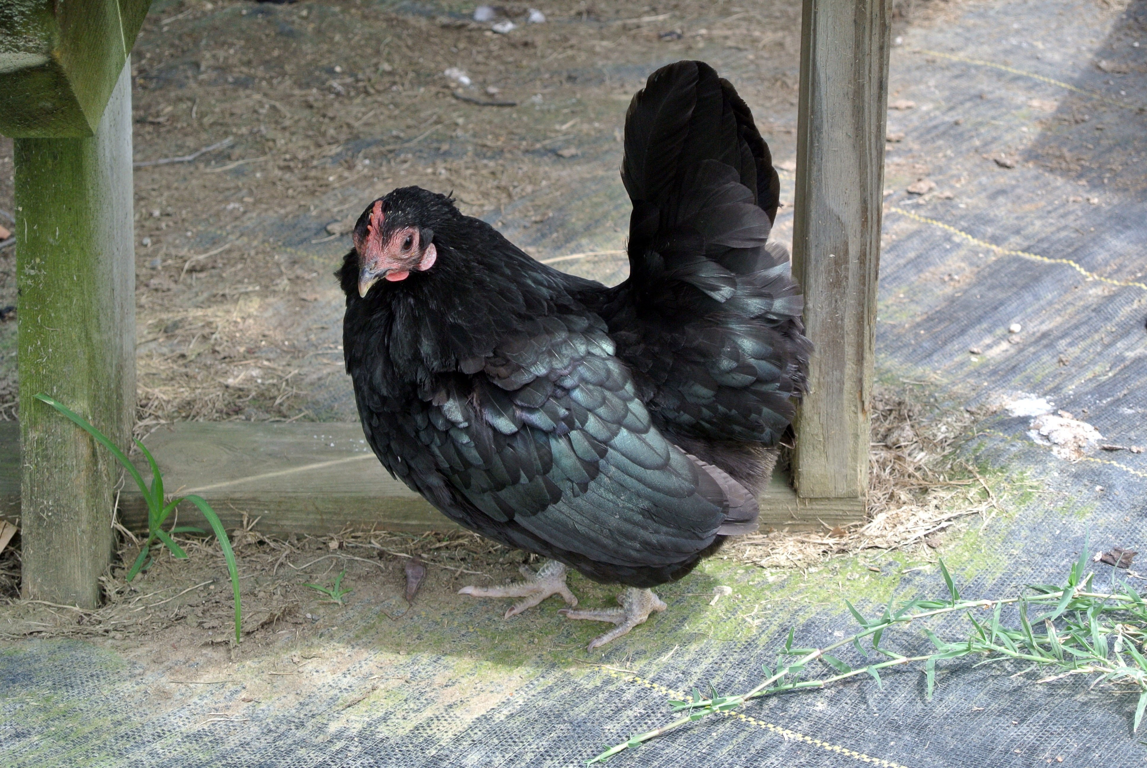 Как называется черная курица. Чёрная курица. Черные куры. Черная курица птица. Московская чёрная порода кур.