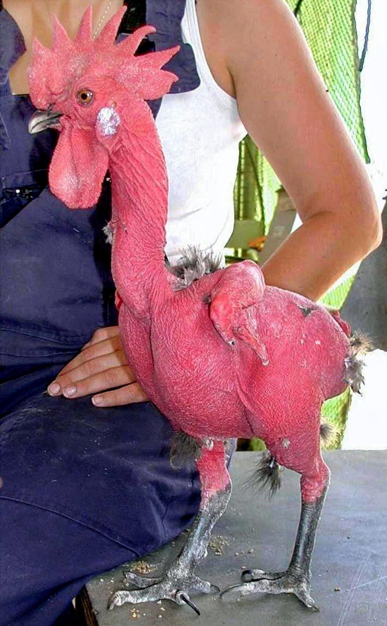 курица без перьев порода