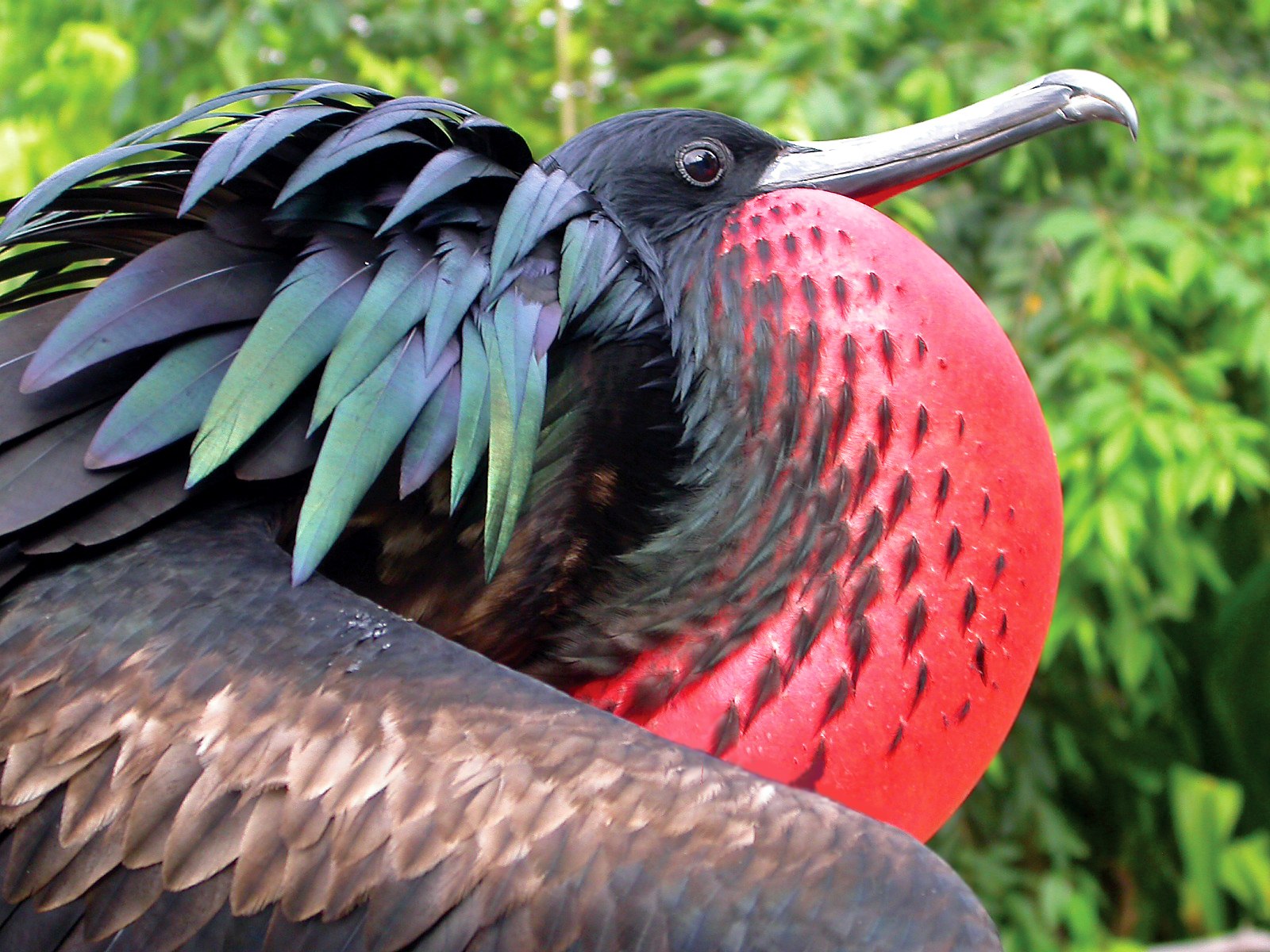 Виды птиц на грани вымирания. Великолепный Фрегат Галапагосские острова. Необычные птицы. Редкие и исчезающие птицы.