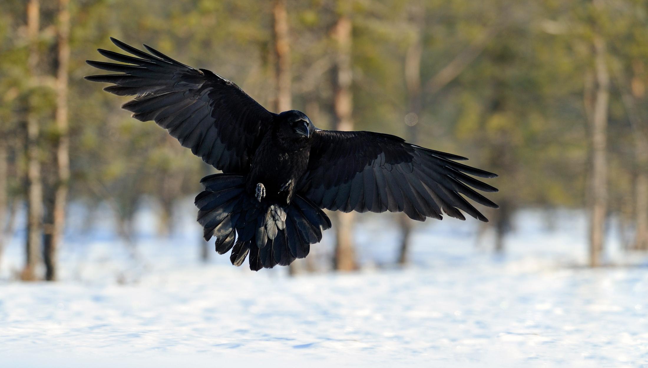 Под крылом ворона шебалин. Лесной ворон размах крыльев. Размах крыльев ворона. Ворона с расправленными крыльями. Ворон в полете.