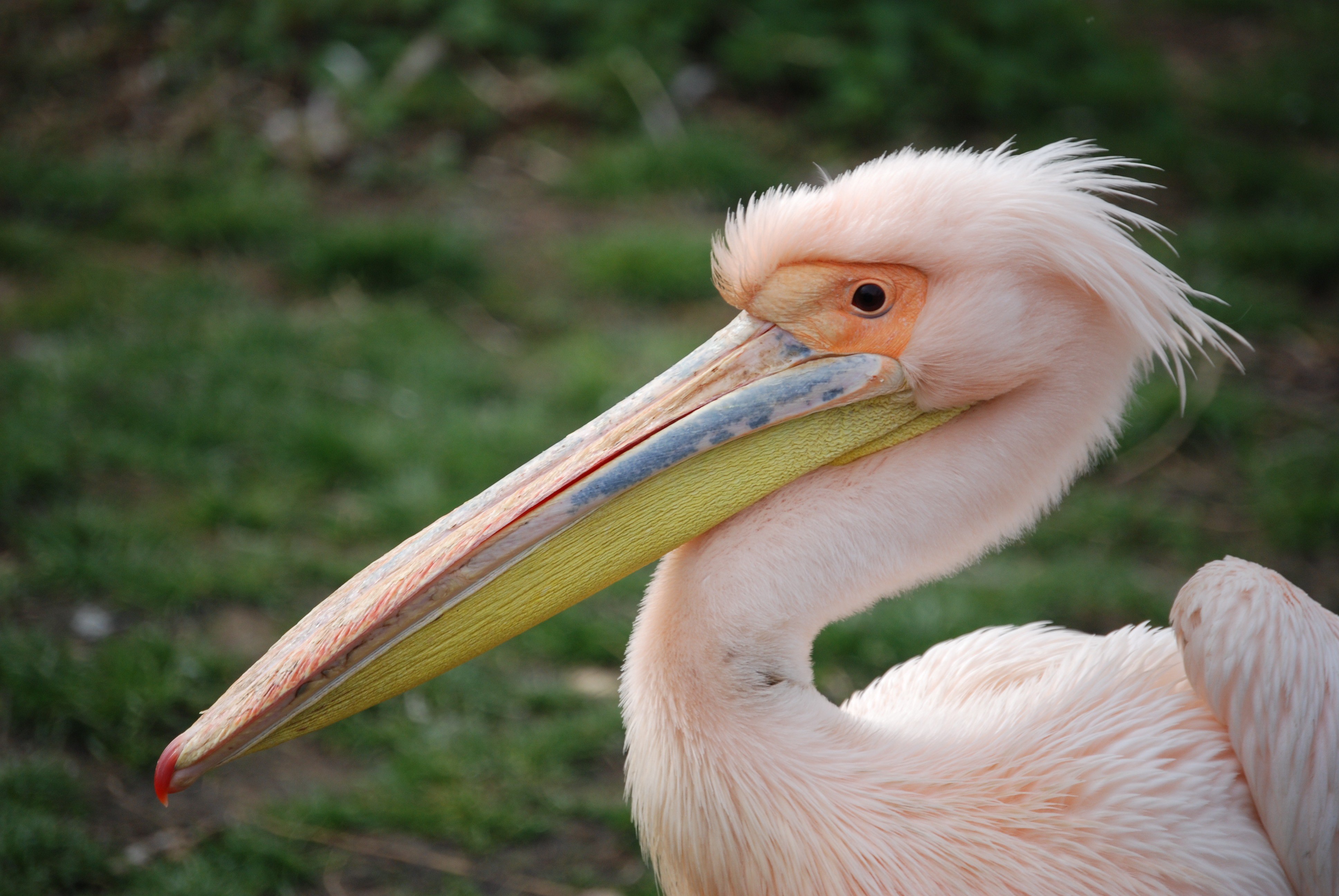 Розовый пеликан красная