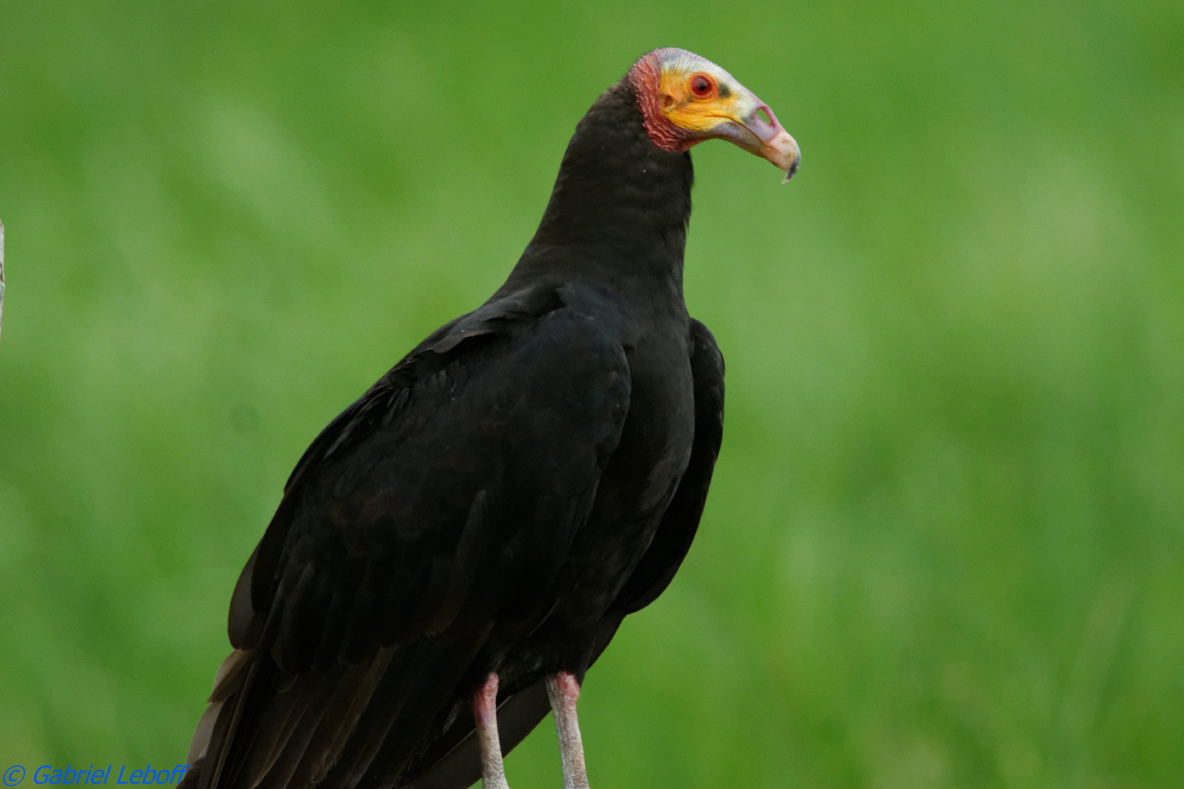 Катарта. Cathartes burrovianus. Малая желтоголовая катарта. Урубу птица. Катарта птица.