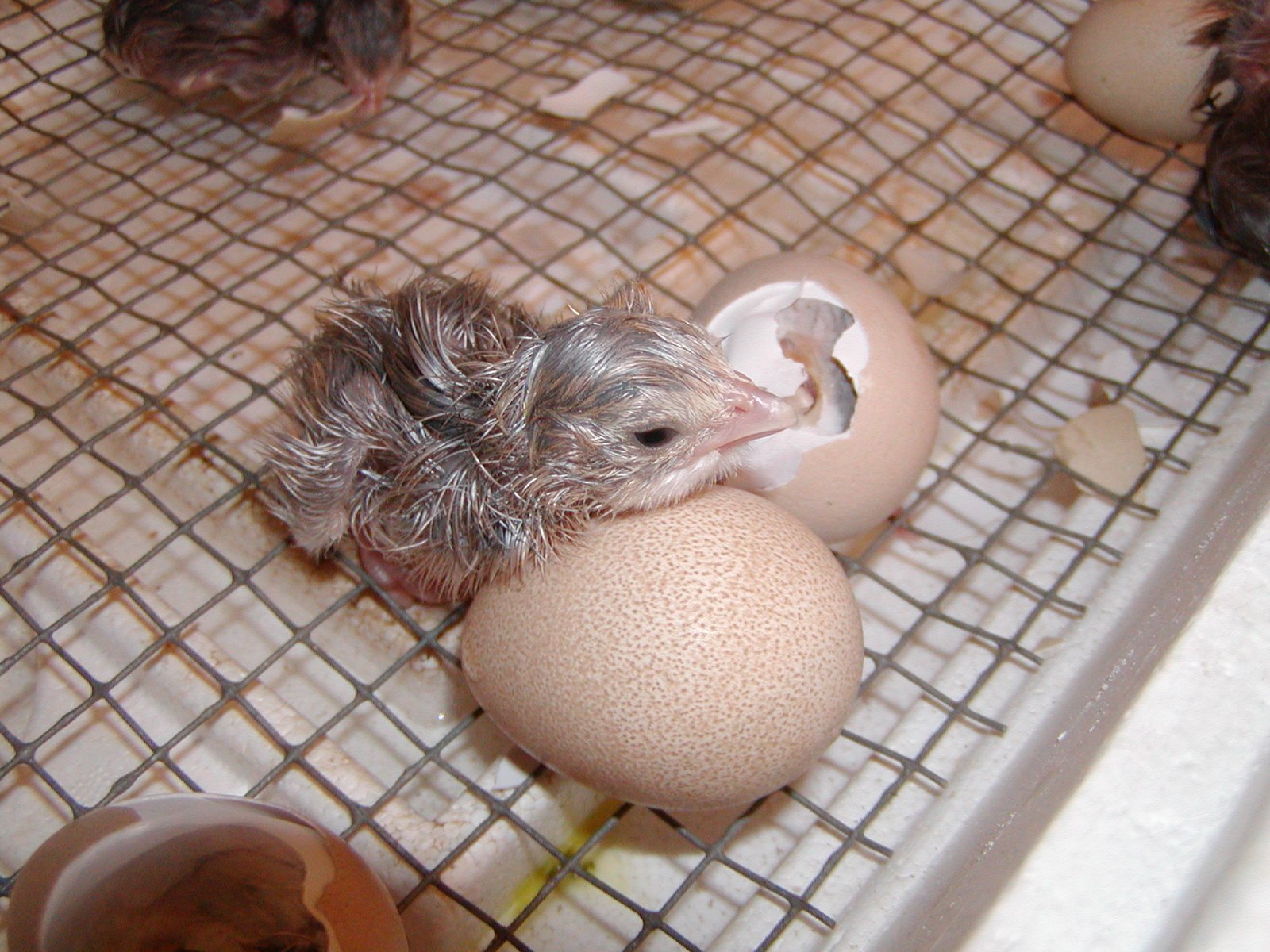 Сколько вылупляется птенец. Цесарята инкубация. Цесарка птенец. Цесарка высиживает яйца. Инкубация яиц цесарки.