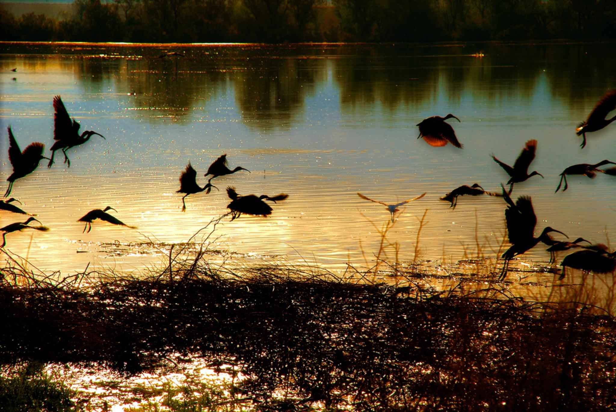 птицы на реке