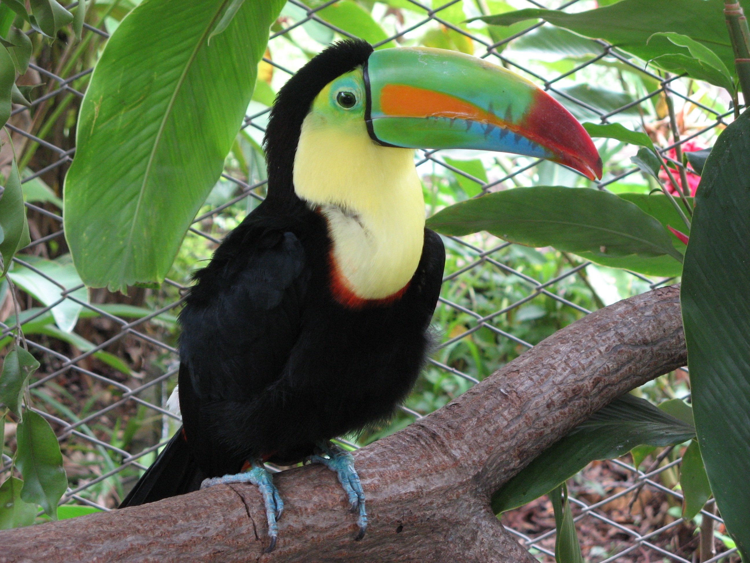 Фауна Коста Рики