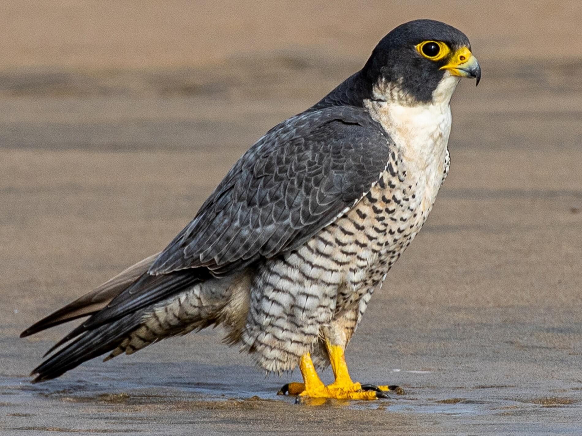 Fast bird. Сапсан птица. Сапсан Falco peregrinus. Сапсан – Falco peregrinus Tunstall, 1771. Сокол Сапсан самка.